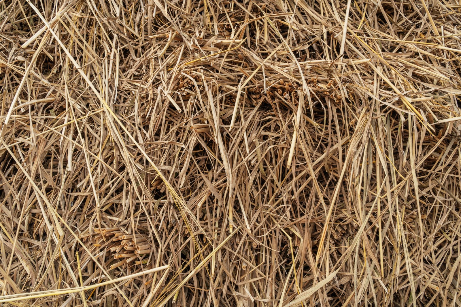 Close view of a thick layer of dry straw