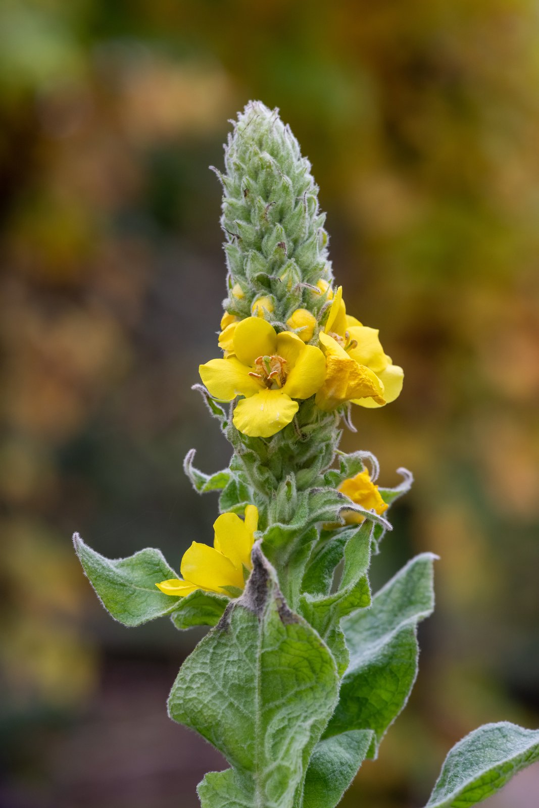 Woolly gray-green mullein leaves below a spike with opening yellow flowers