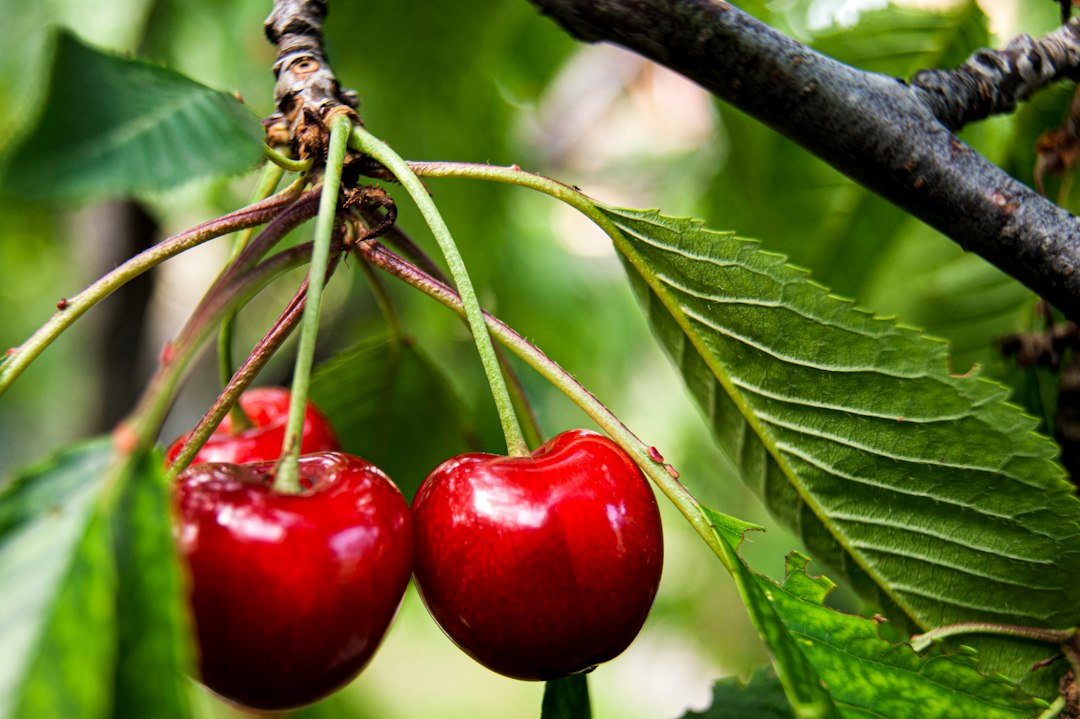 Two glossy red cherries hanging by their stems, ready to pick
