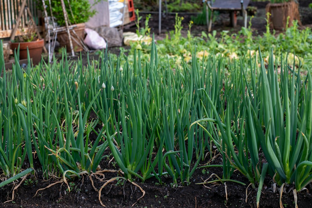 Rows of upright green onion plants growing in dark garden soil with roots visible at the base