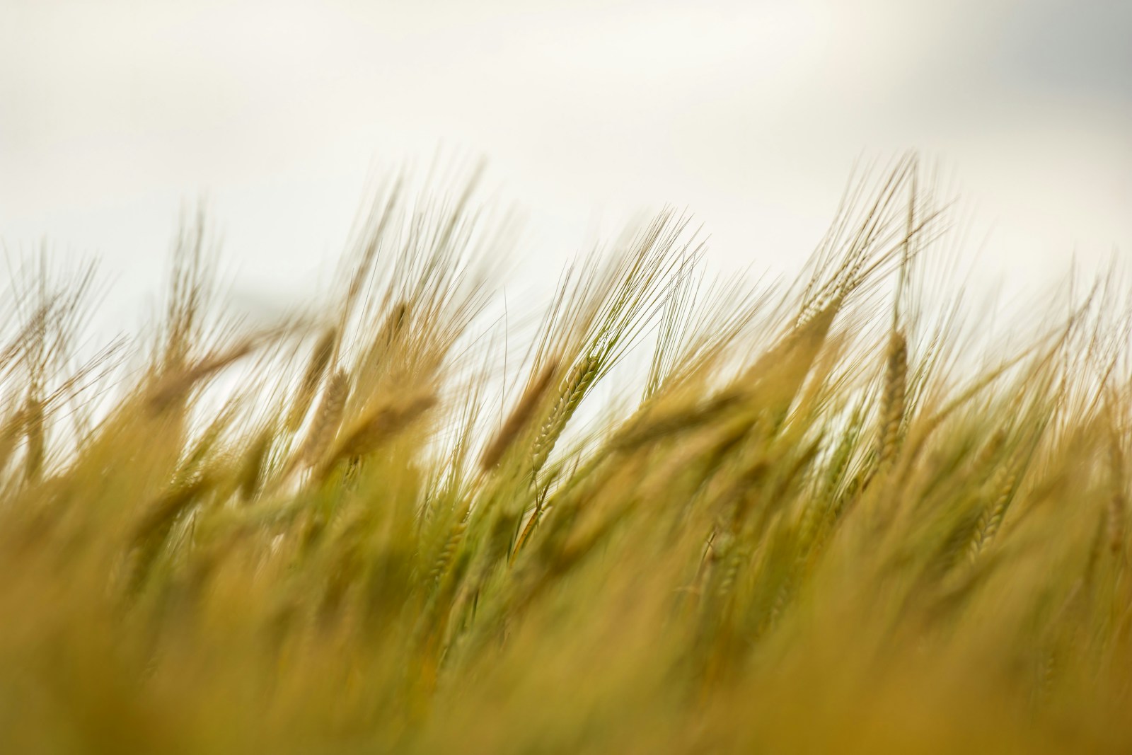 Young barley heads bending in the wind against a pale sky