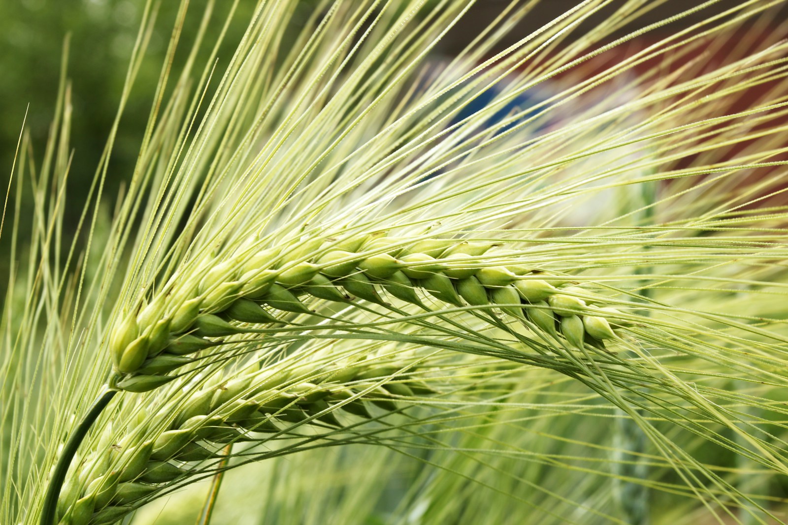 Close-up of a green two-row barley head with long bristly awns