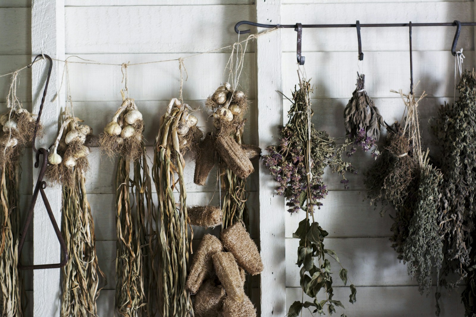 Bunches of herbs and garlic hanging to dry against a white wooden wall