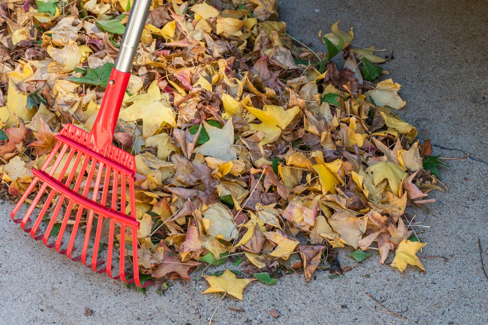 Red rake gathering a pile of fallen autumn leaves for leaf mulch