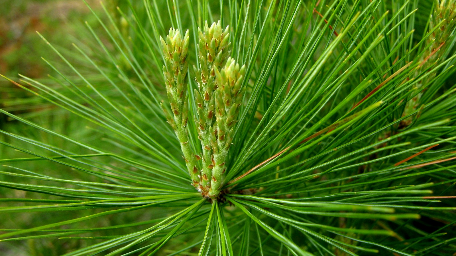 Long, slender white pine needles surrounding new spring shoots
