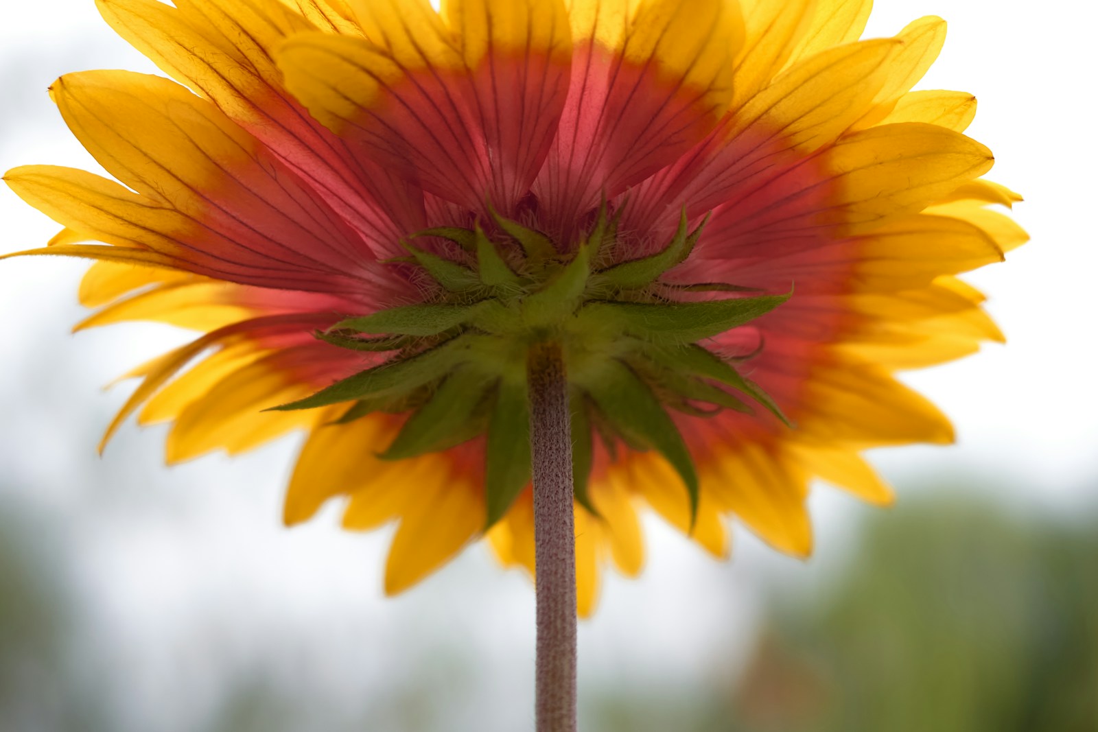 Underside of a red and yellow blanket flower showing its hairy bracts and stem