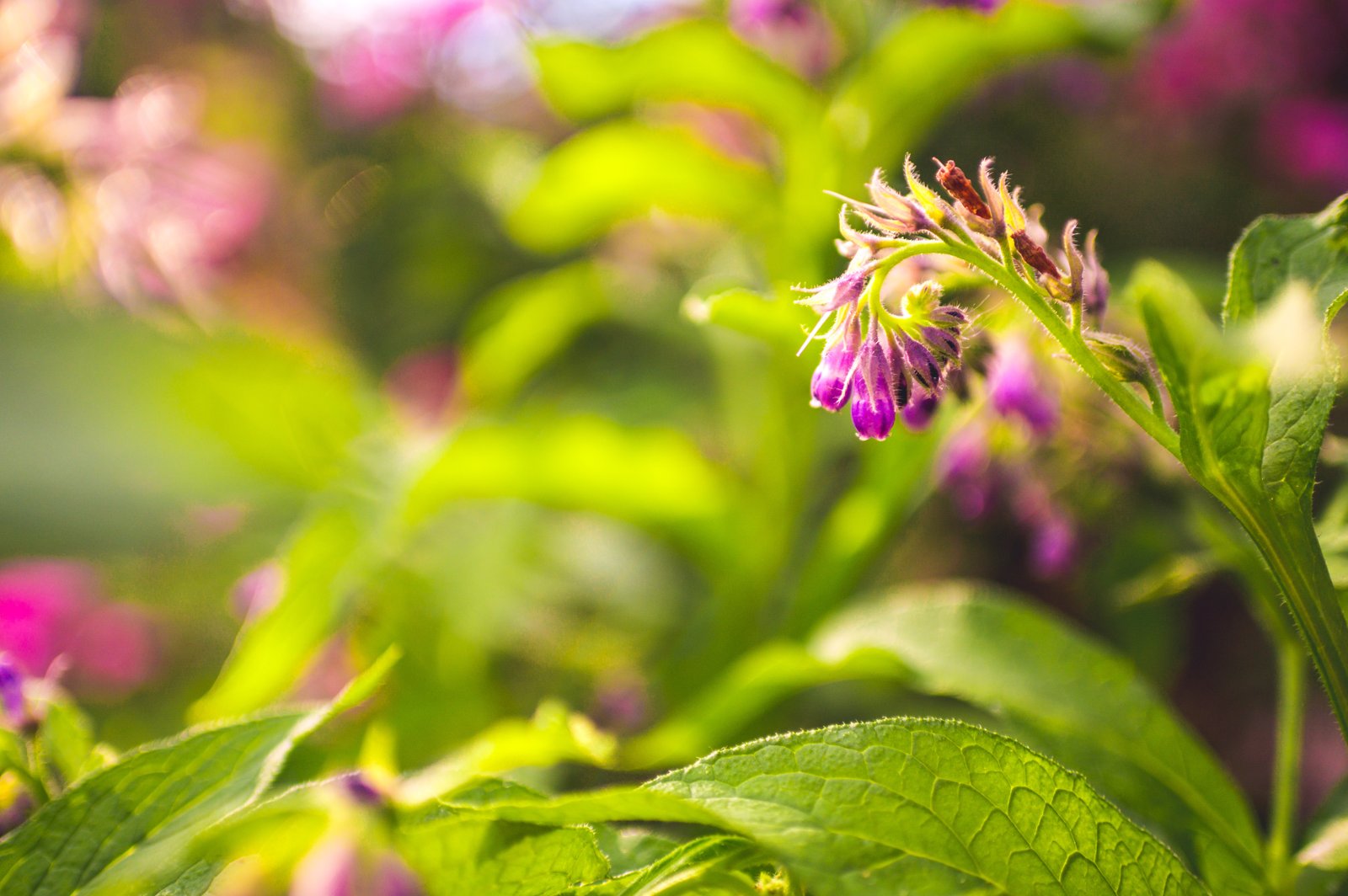 A comfrey stem with bristly leaves and a curled cluster of purple buds