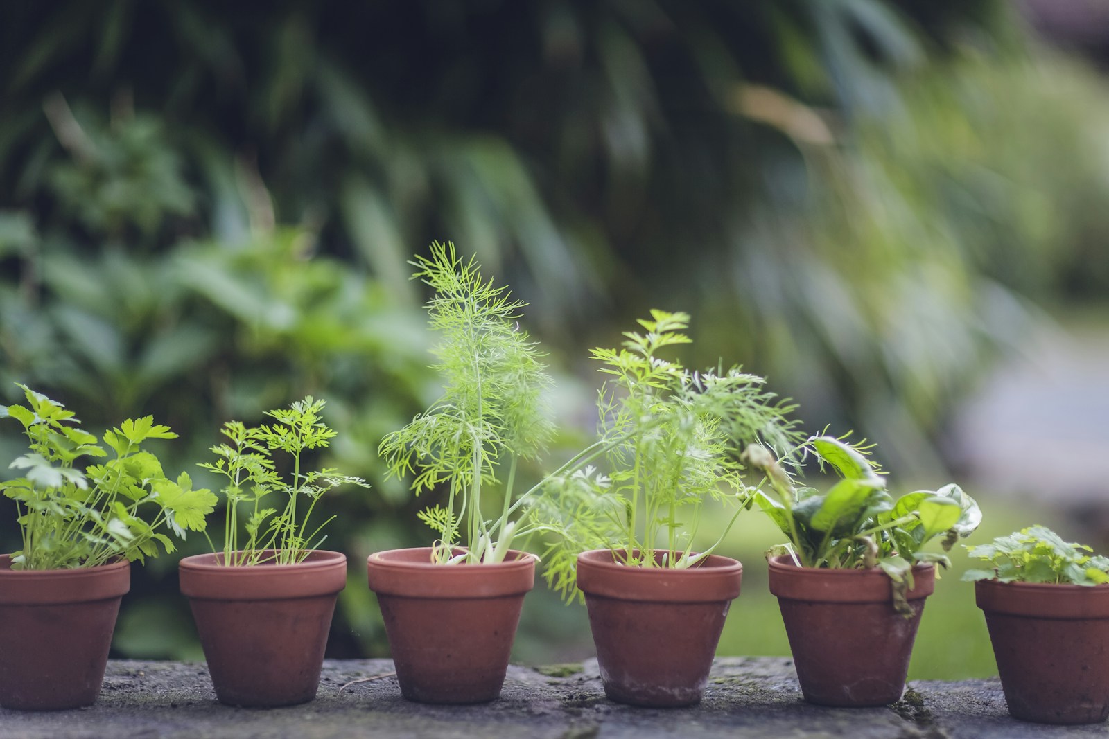 Row of young herb seedlings in small terracotta pots outdoors