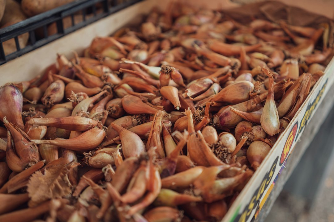 A crate full of freshly dug shallot clusters with roots and tops still attached