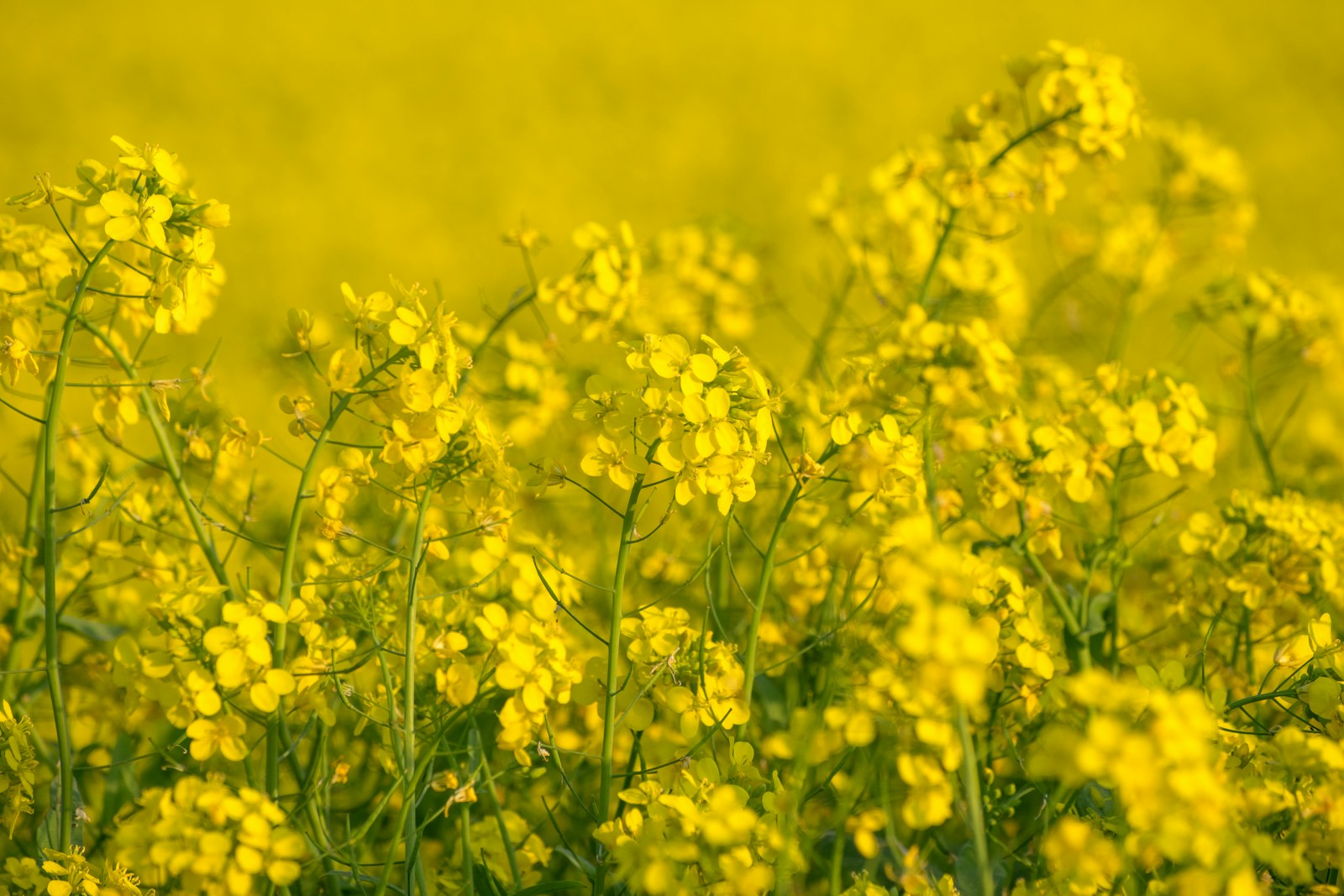Bright yellow four-petalled mustard flowers on tall stalks in a field