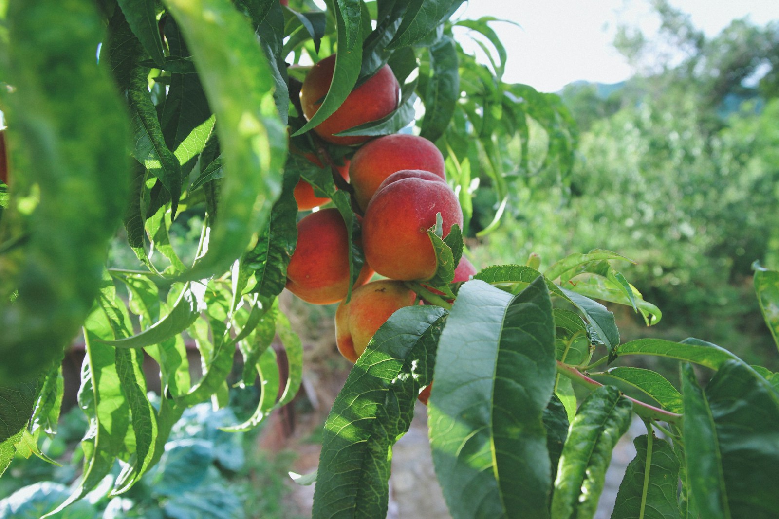 Red-blushed peaches hanging on a garden tree, ready to pick