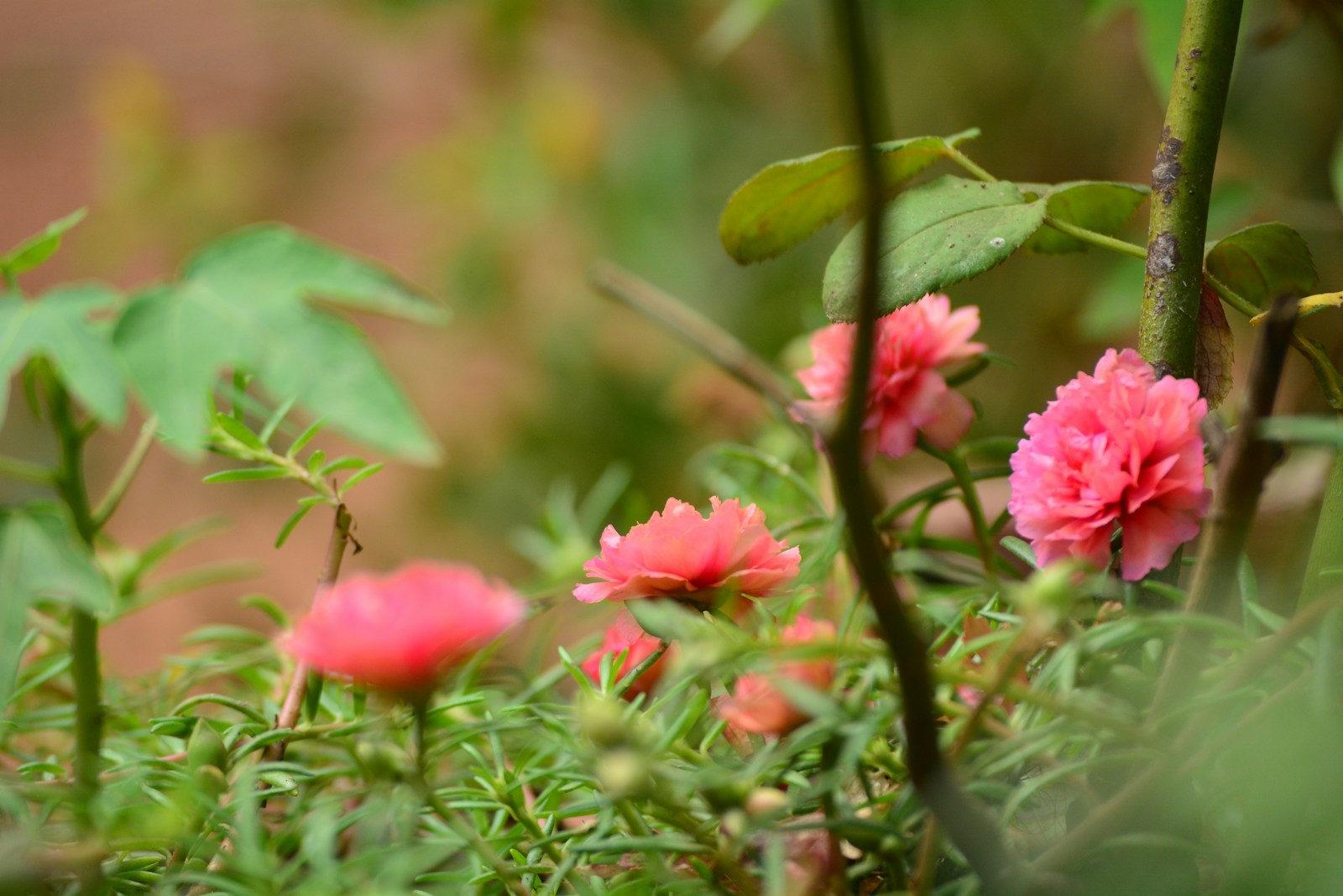 Coral-pink double moss rose flowers spreading low among garden plants
