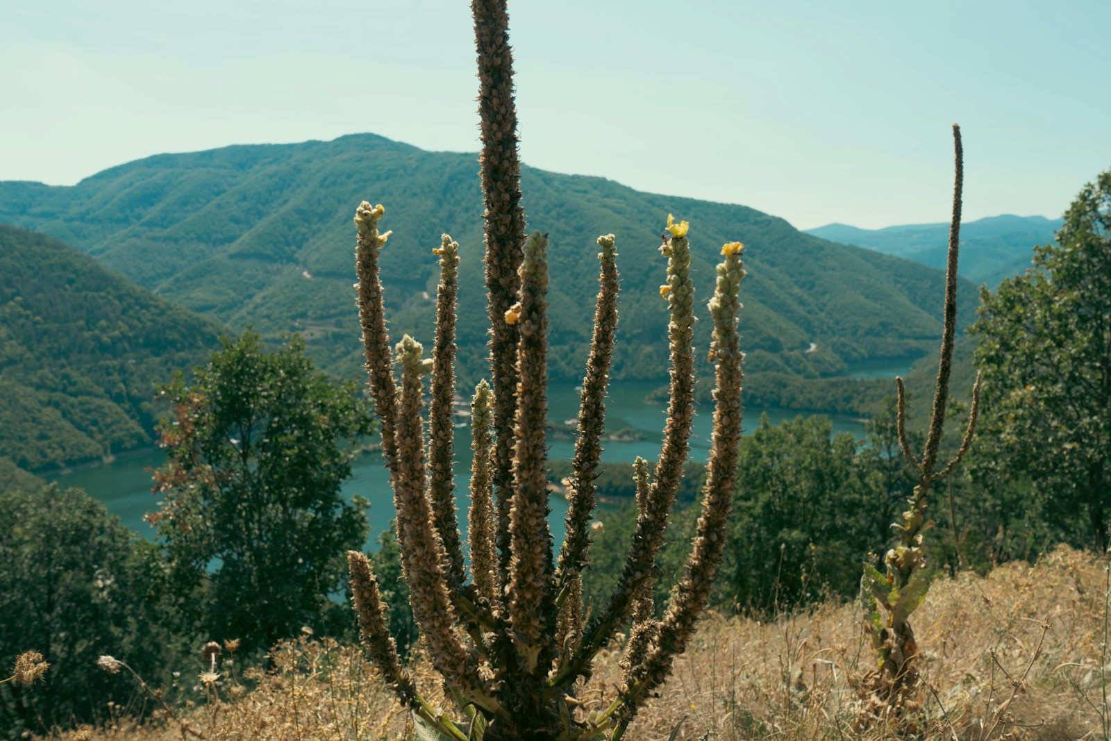 Branched mullein stalks going to seed on a dry hillside above a river