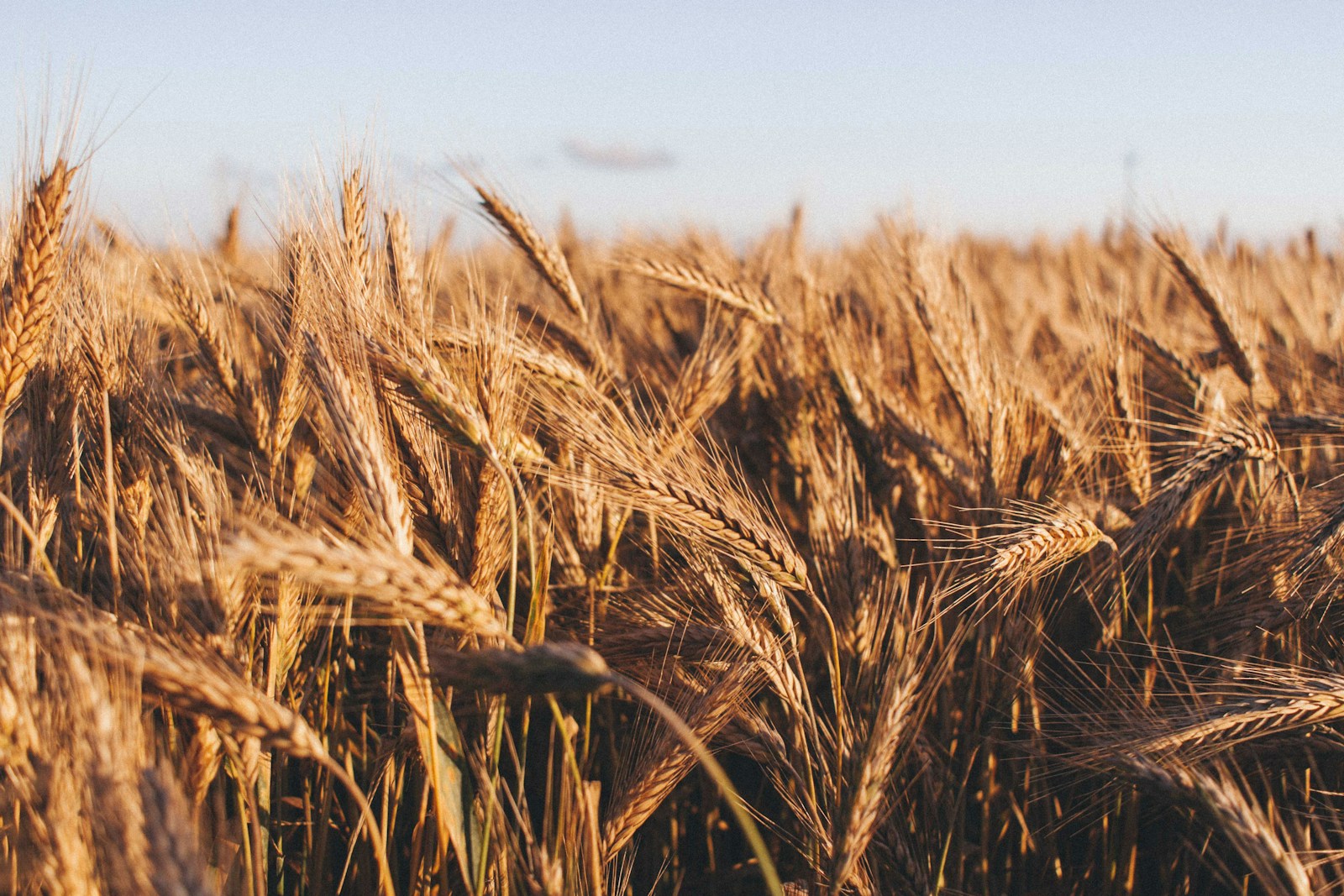 Dense stand of ripe bearded wheat with long awns