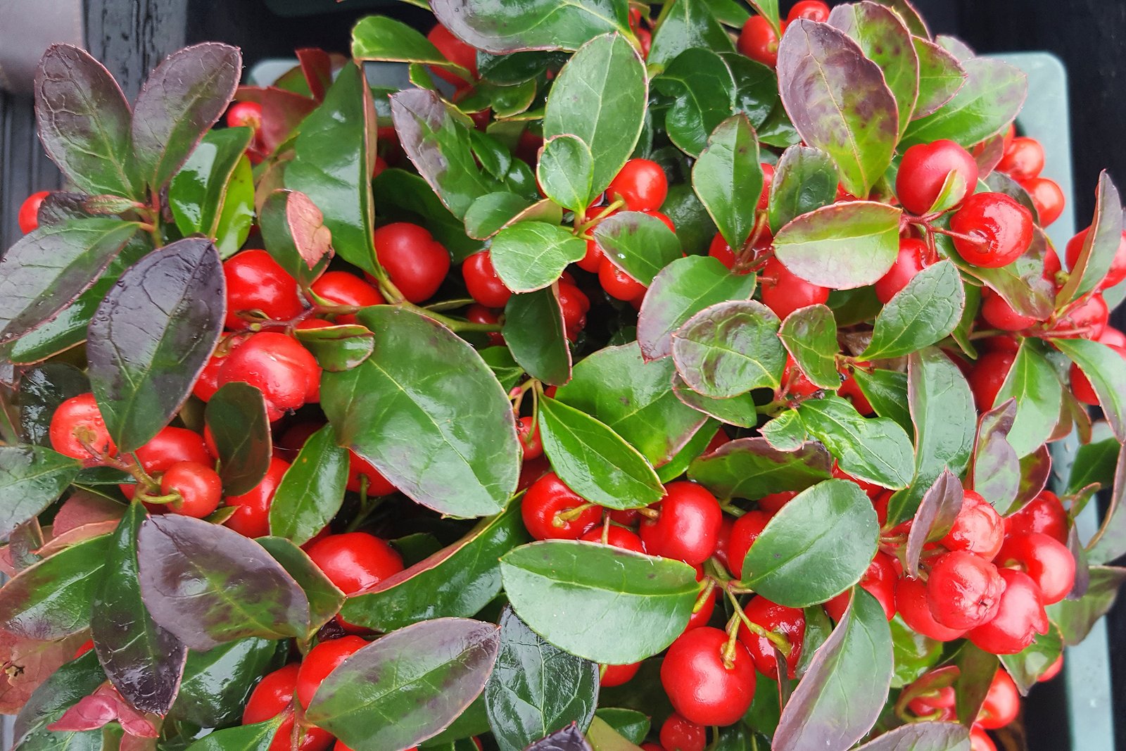 Low wintergreen plant with glossy evergreen leaves and bright red berries
