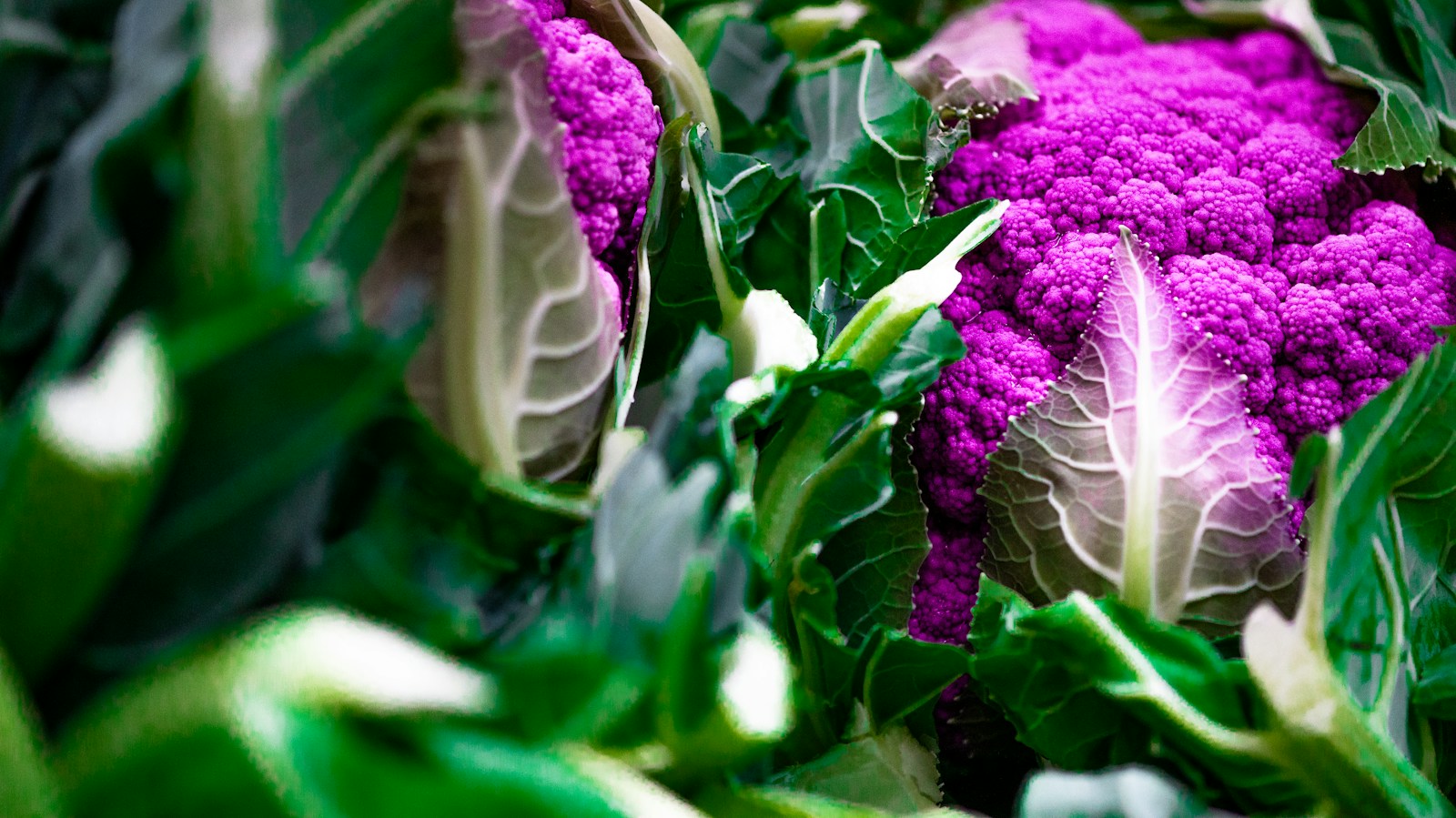 Bright purple cauliflower heads surrounded by green and purple-veined leaves