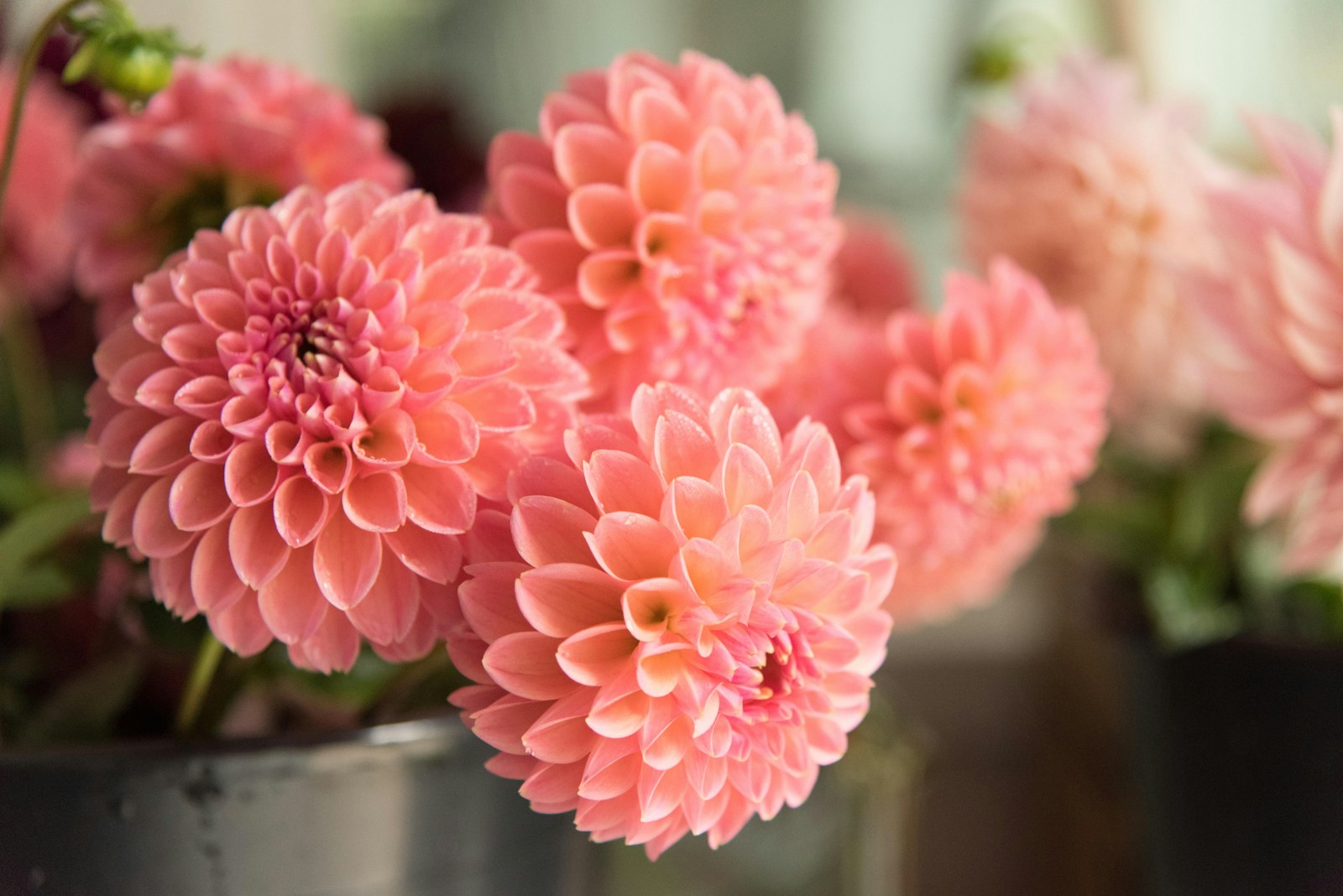 Freshly cut coral-pink dahlias standing in a metal bucket of water