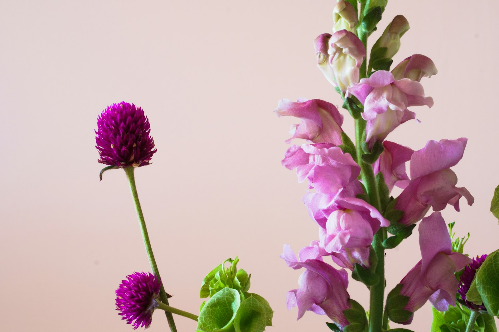 Cut pink snapdragon stem beside purple globe amaranth in an arrangement