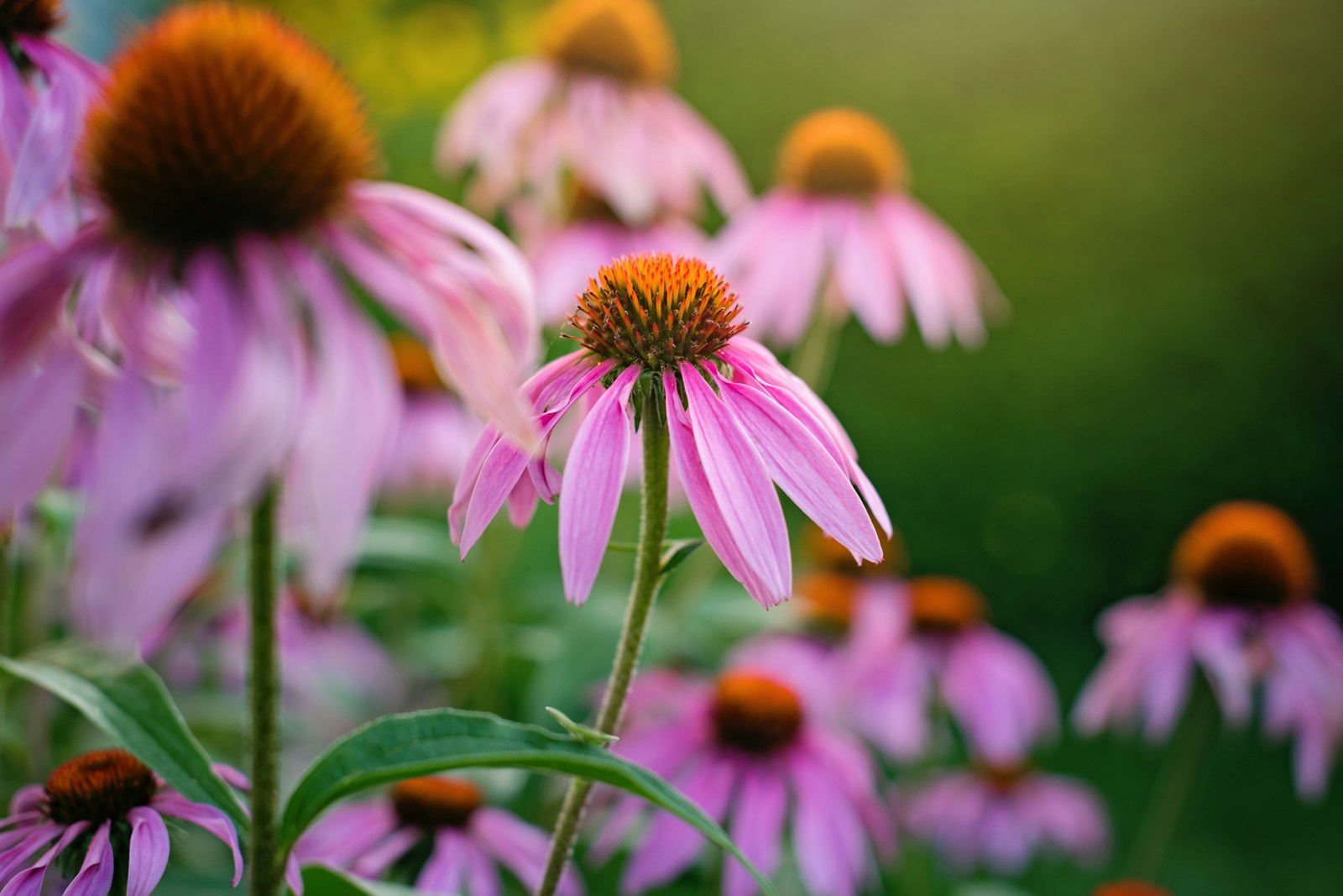 Pink purple coneflowers with orange centres growing in a garden clump