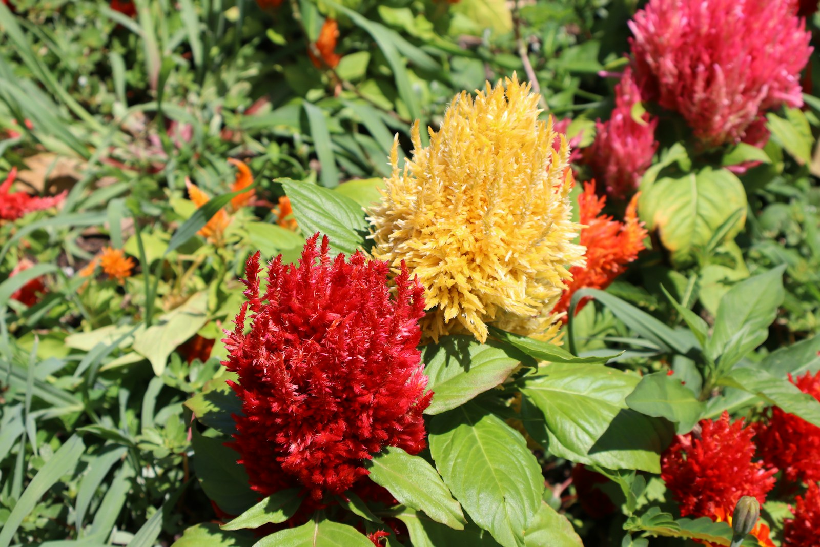Red, yellow and pink feathery plume celosia growing in a sunny garden bed