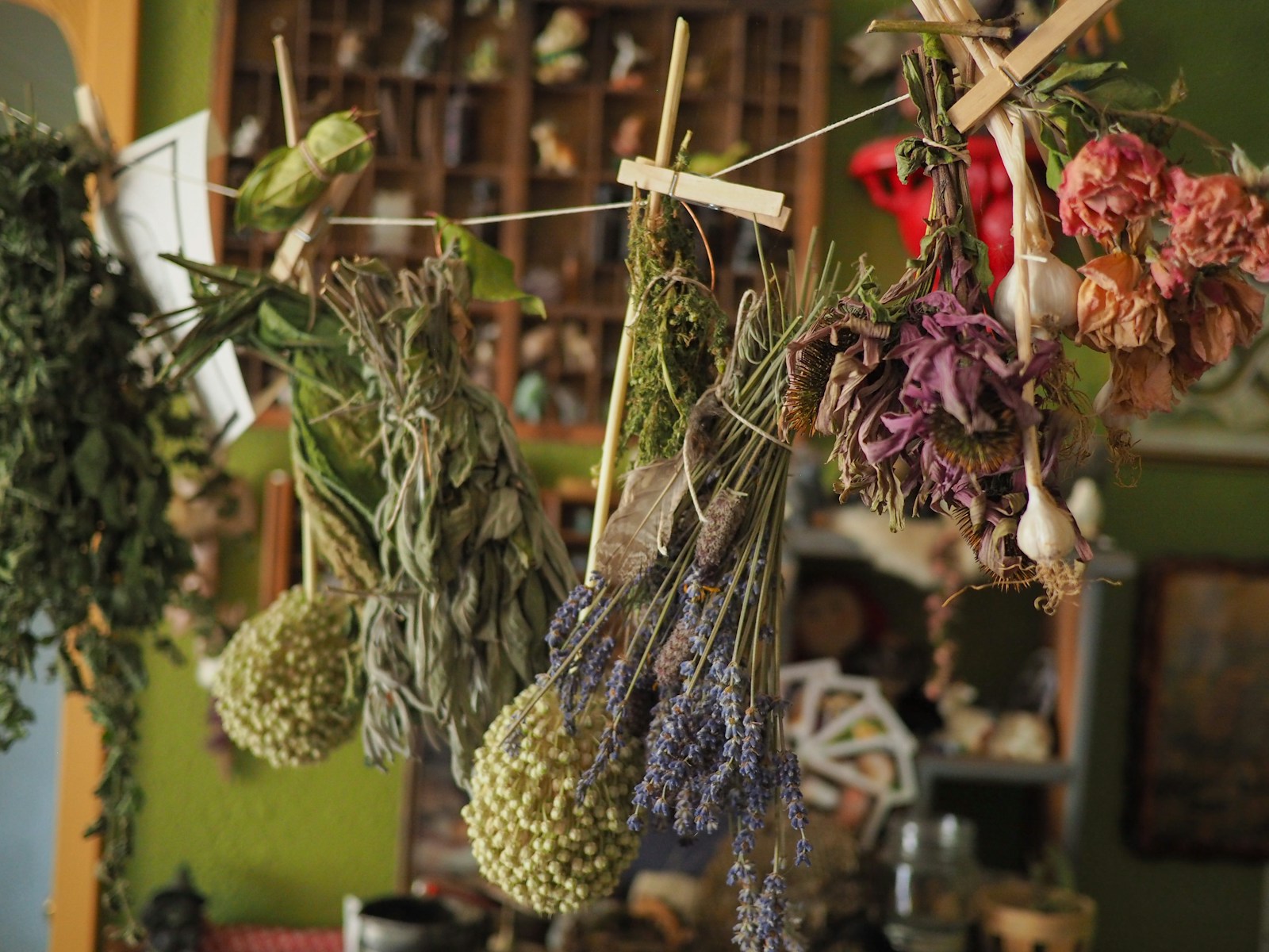 Mixed herb, lavender and flower bunches pegged to a string indoors to dry