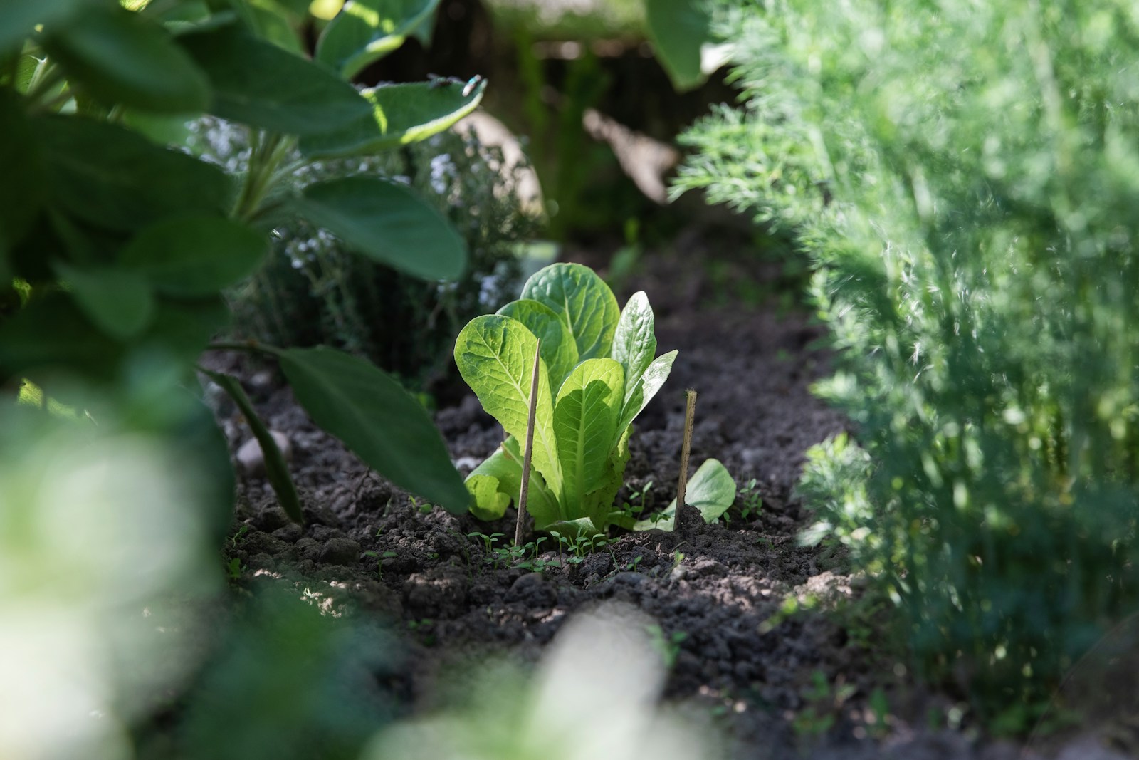 Young upright romaine lettuce growing in dark soil between garden plants