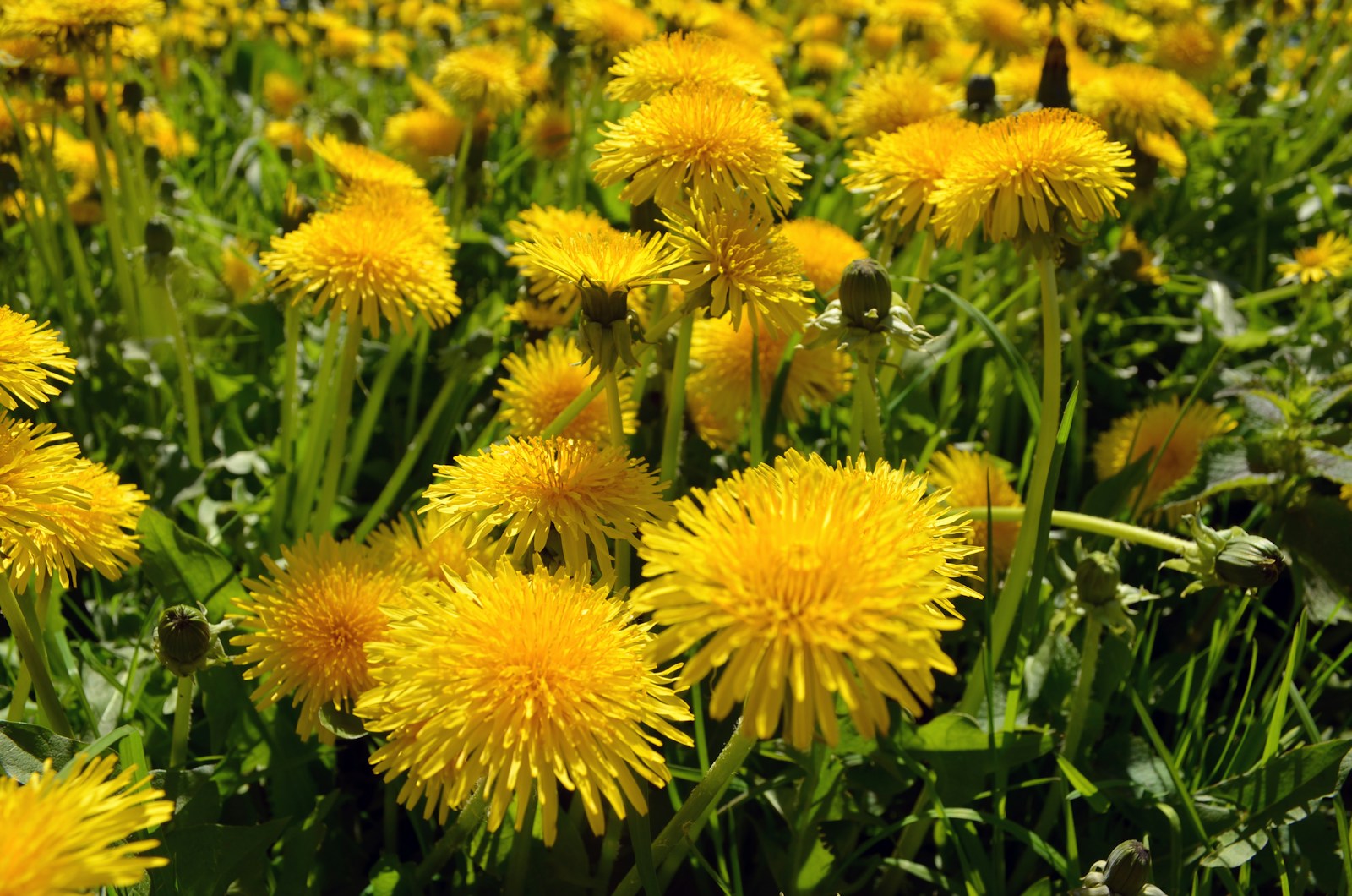 Mass of yellow dandelion flowers and buds growing among green grass