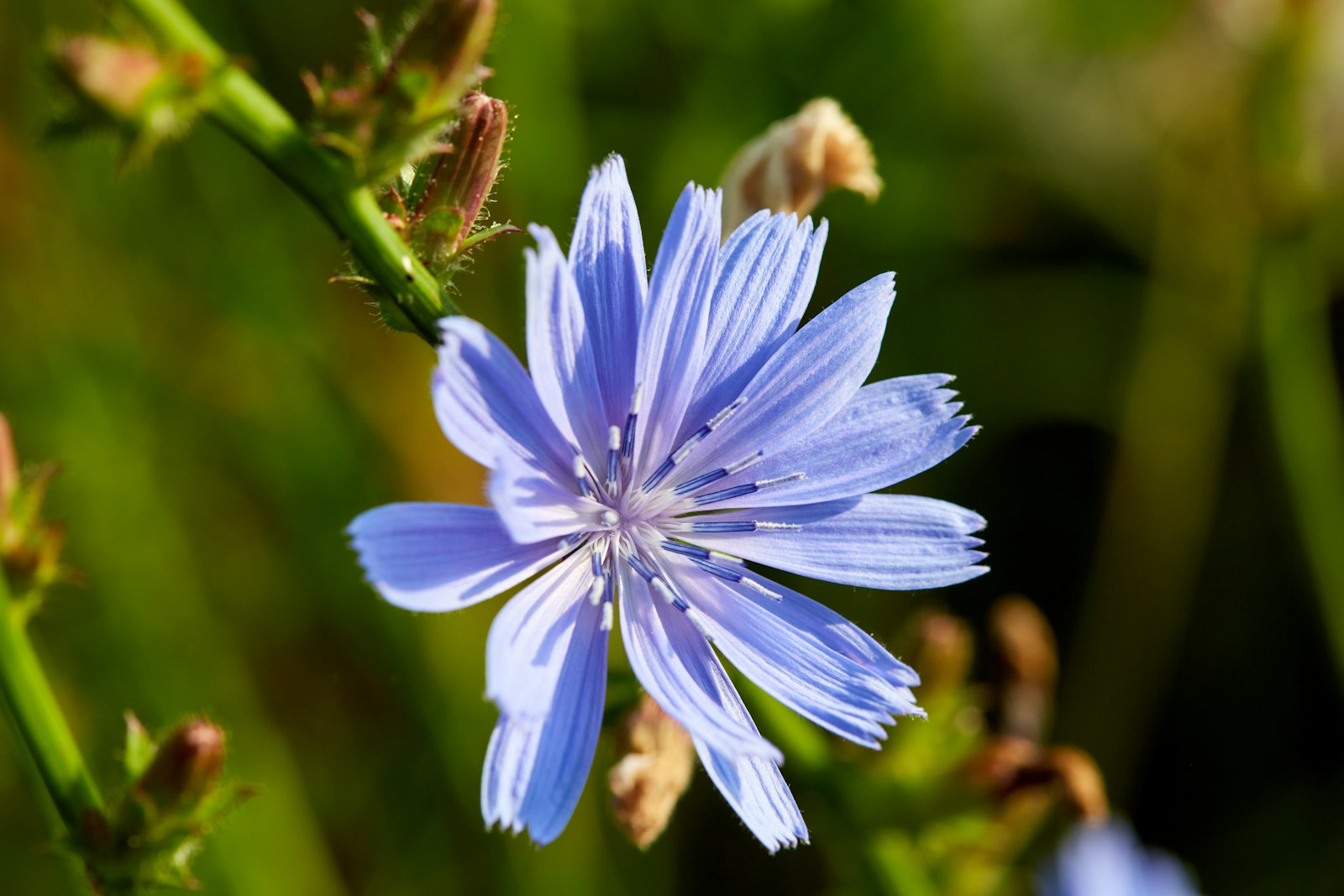 Blue flower of chicory, the plant sold as Italian dandelion