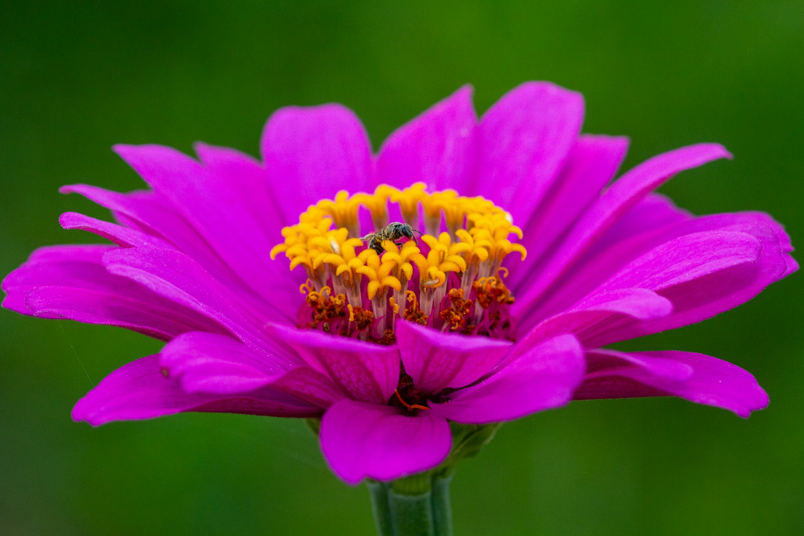 Magenta zinnia flower with a small bee on its yellow center