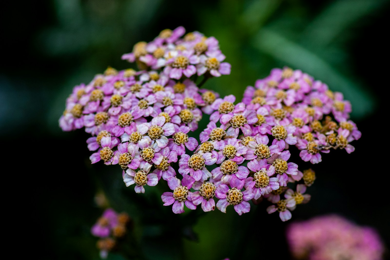Close-up of pink yarrow florets with golden centers