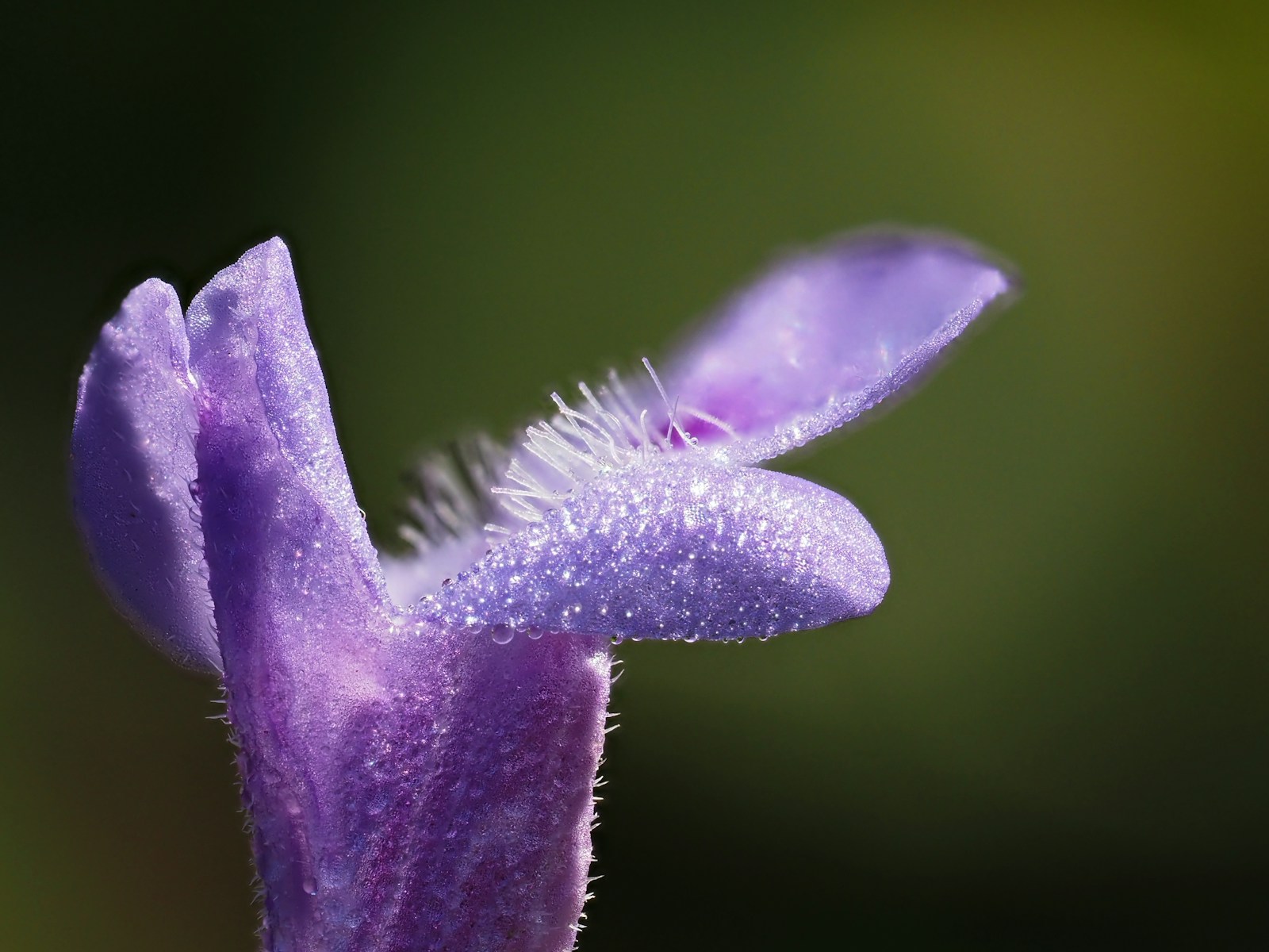 Side view of a tubular ground ivy flower covered in fine dew