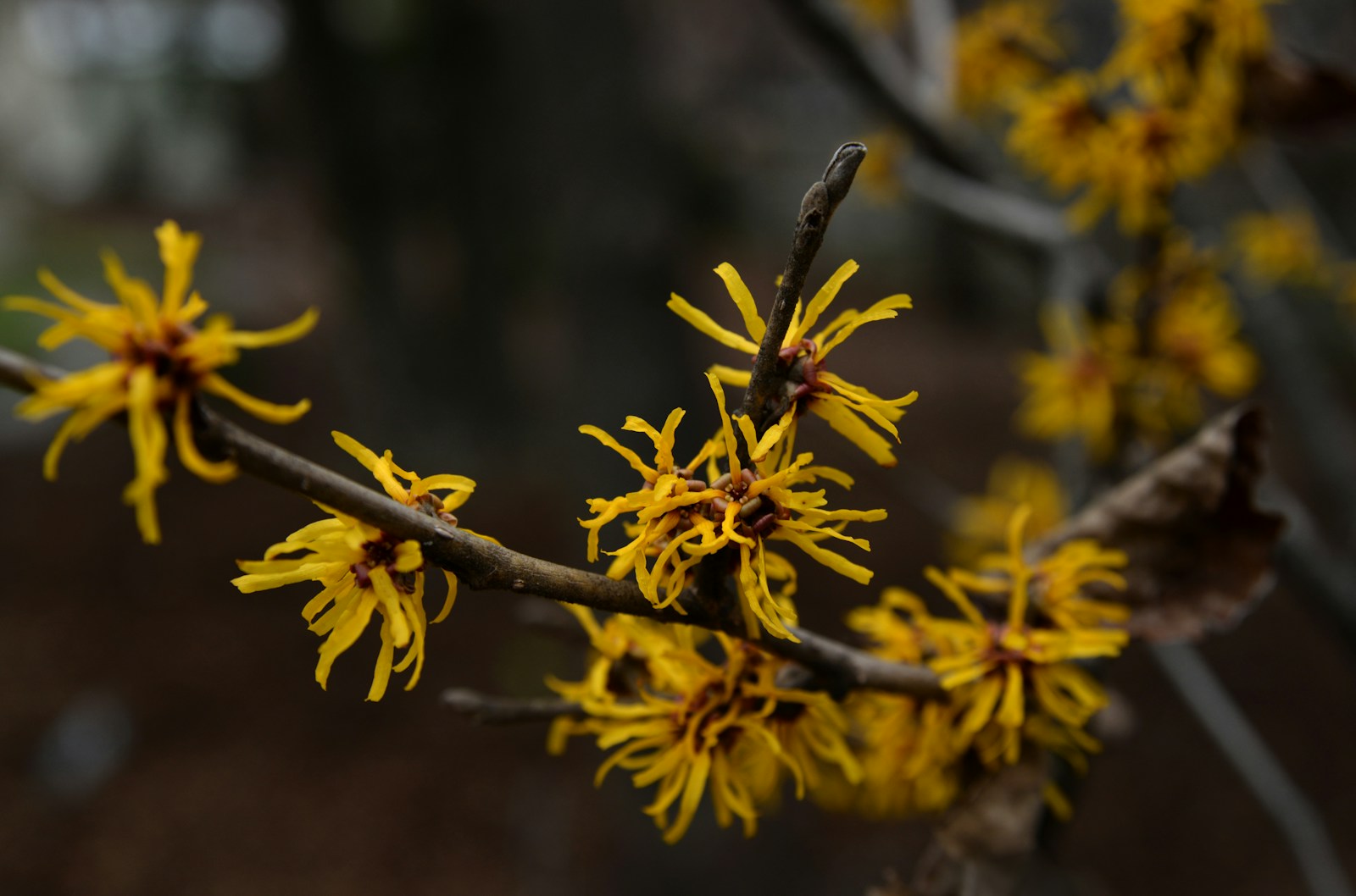 Golden yellow flowers of hybrid witch hazel 'Doerak' on a bare twig