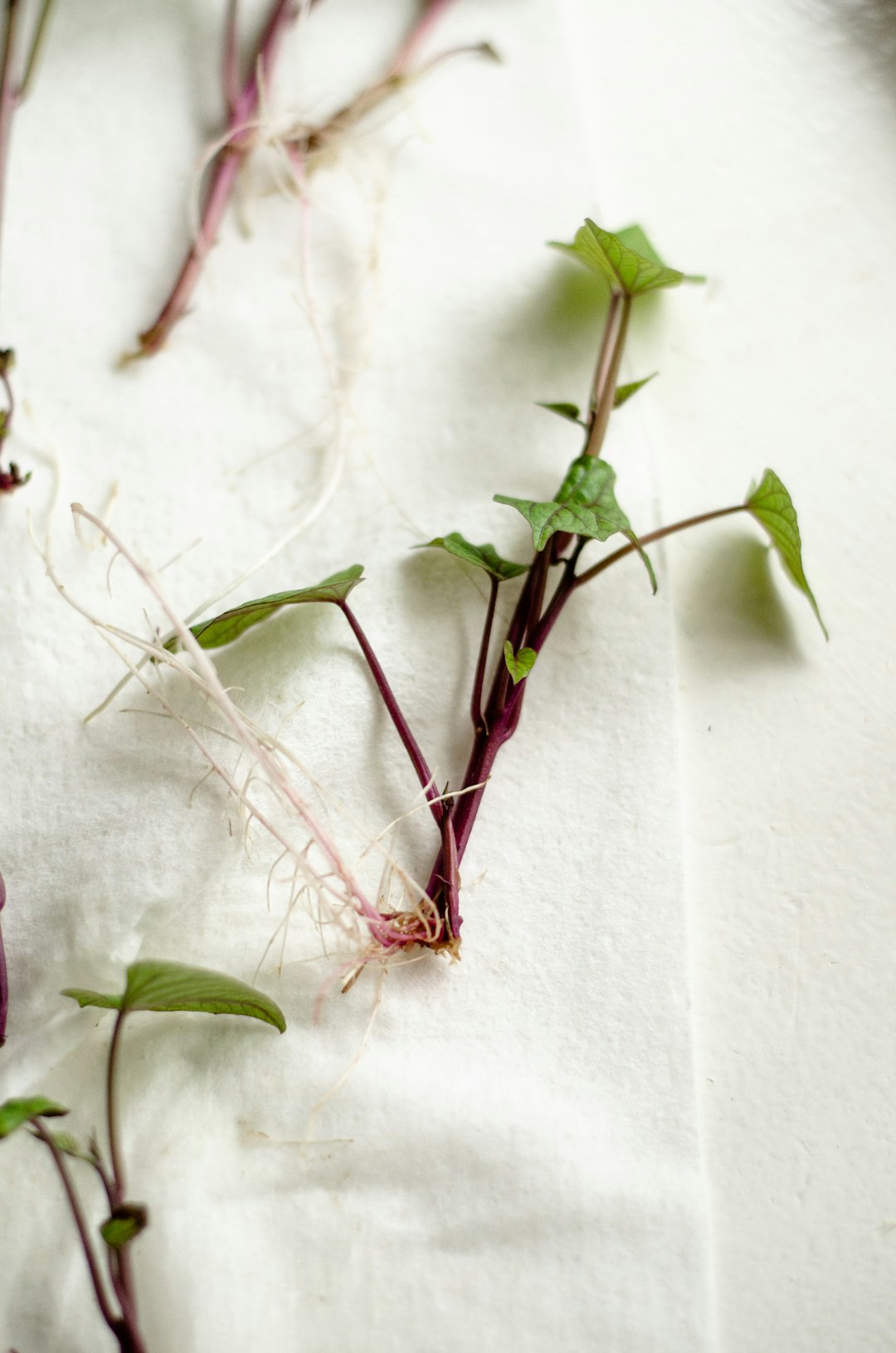 Rooted purple-stemmed sweet potato slips with small heart-shaped leaves, ready to plant