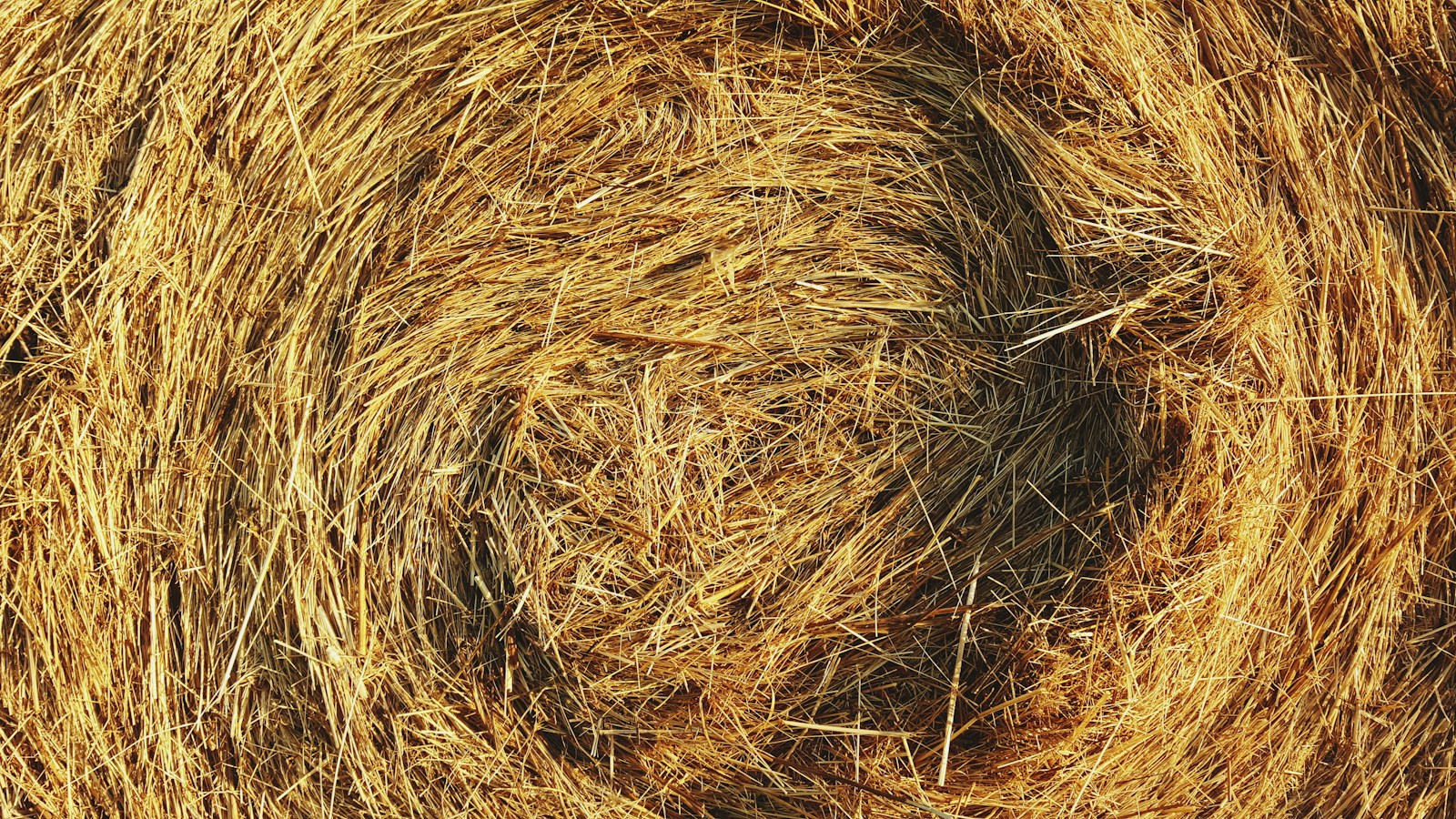 Close-up of loose golden dry stalks in a round bale