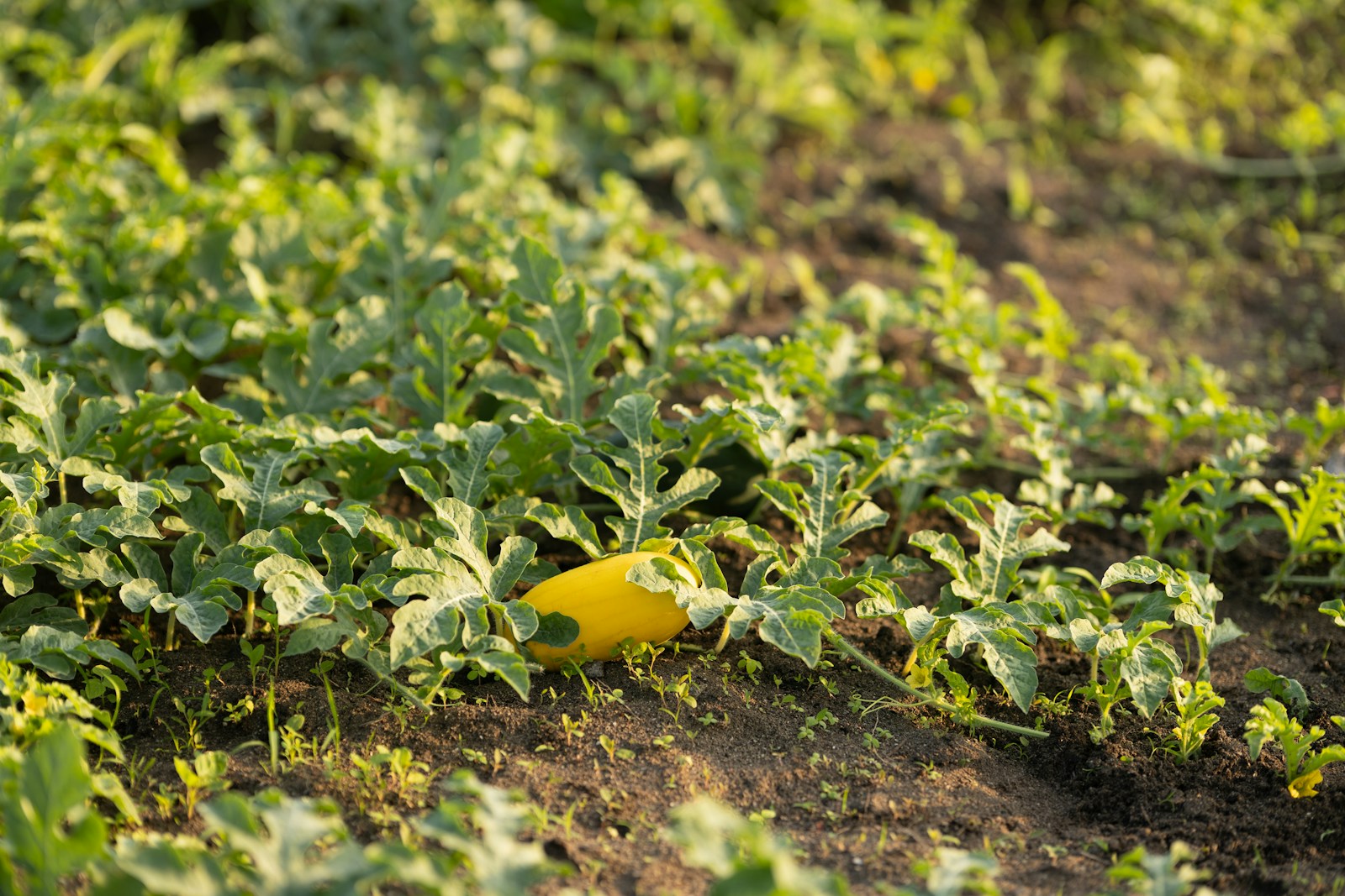 Yellow-skinned watermelon lying among young lobed-leaf vines in a field