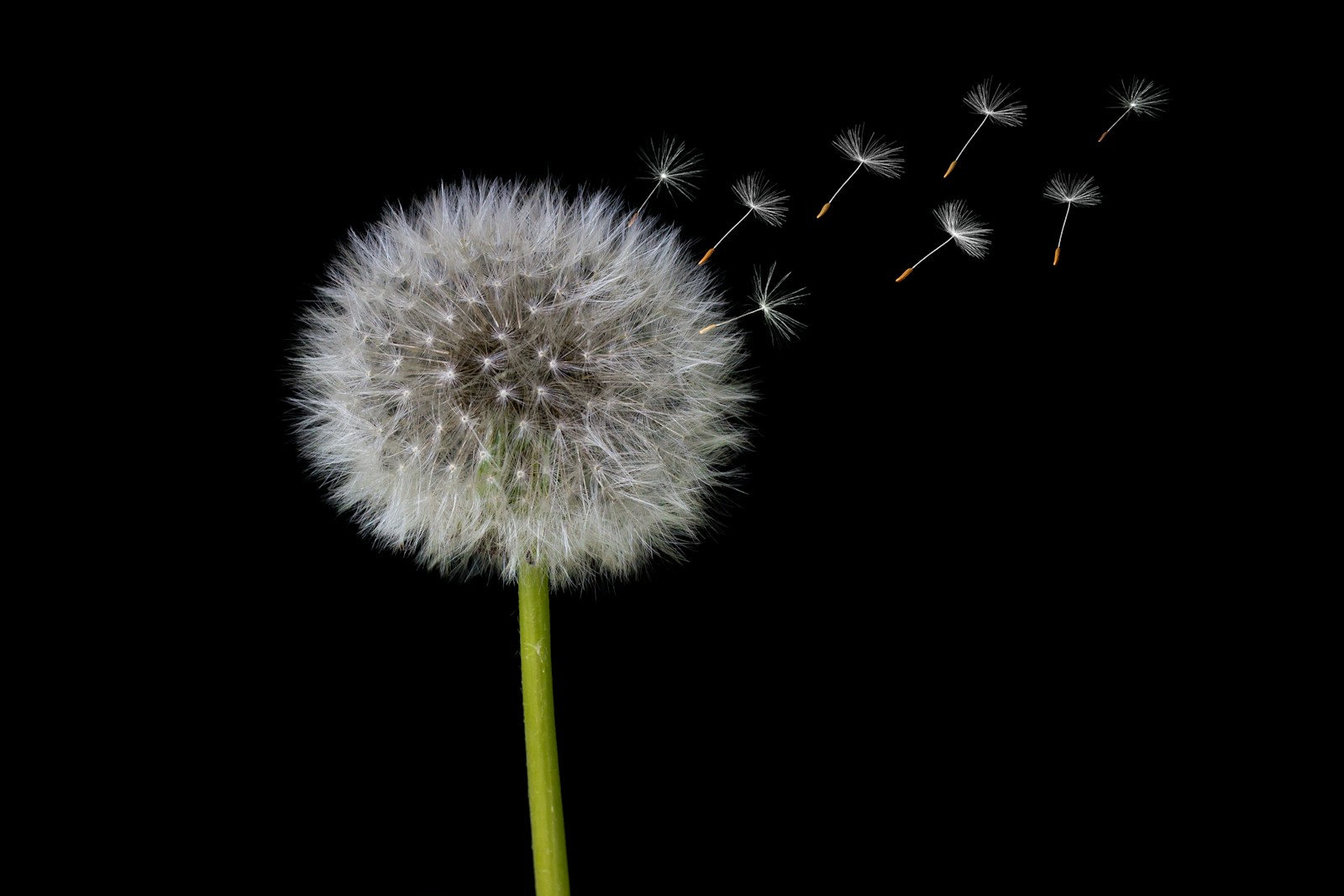 Dandelion seed head releasing fluffy seeds against a black background