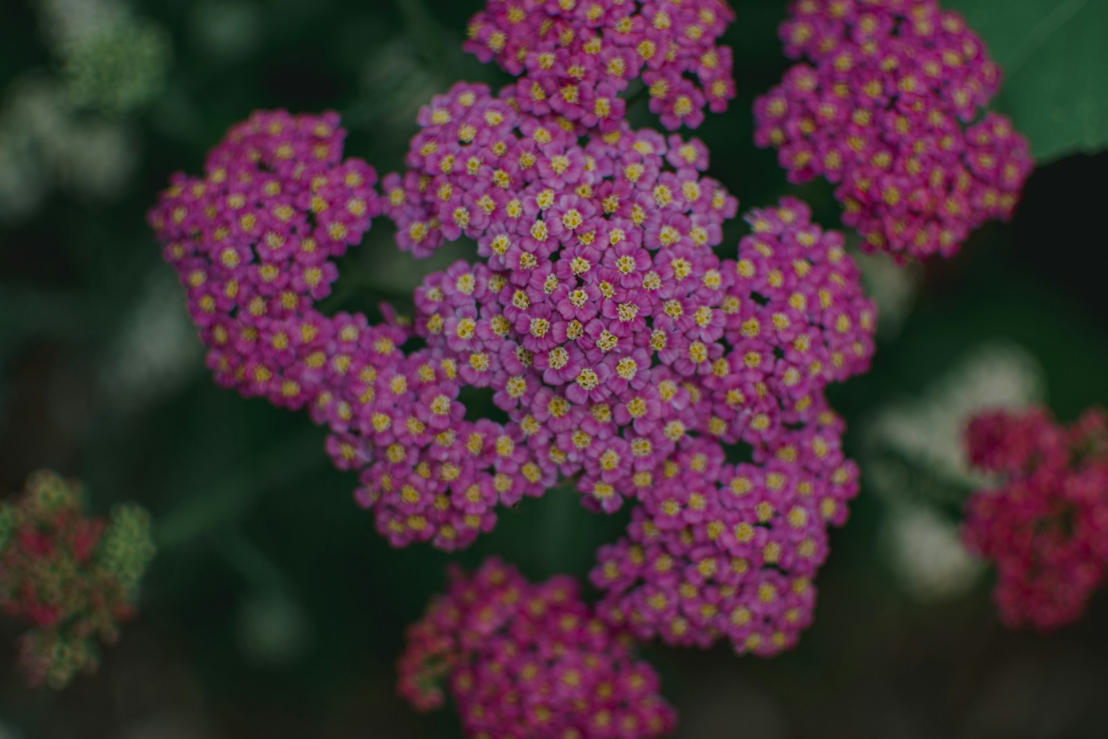 Clusters of magenta yarrow florets with yellow centers seen from above