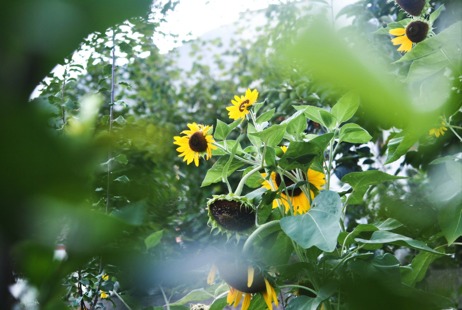 Tall sunflower plants in a leafy garden, some heads nodding as they ripen