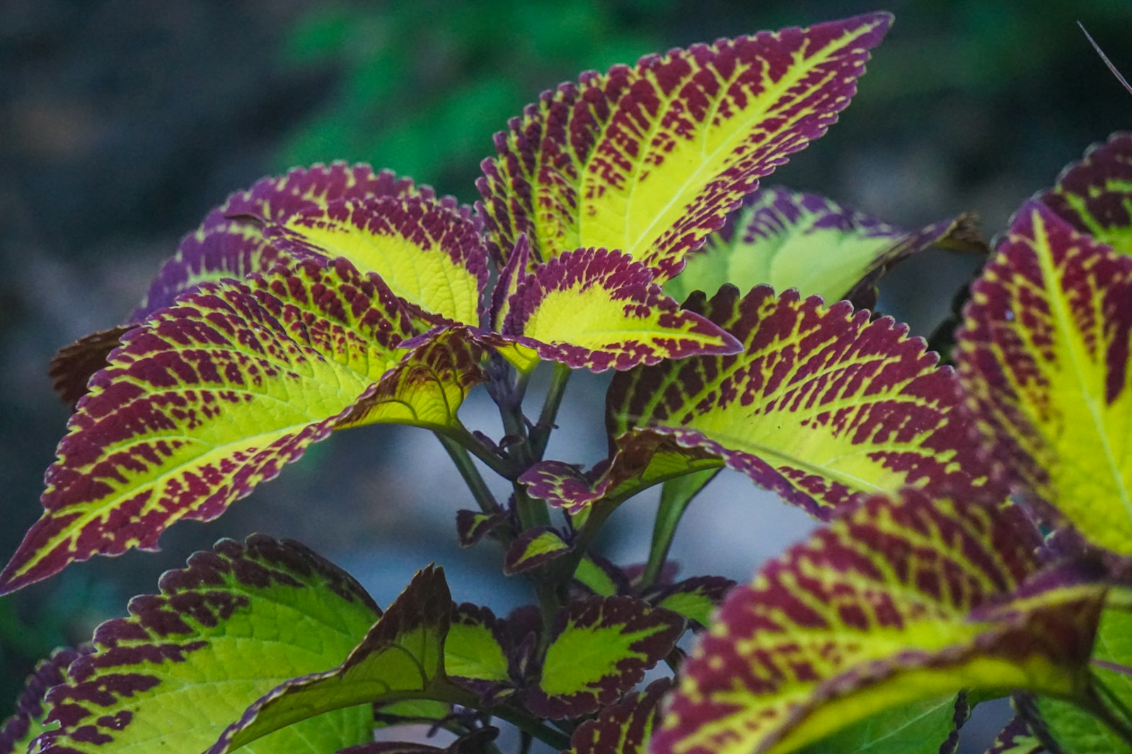 Upright coleus stems with lime leaves edged and veined in burgundy