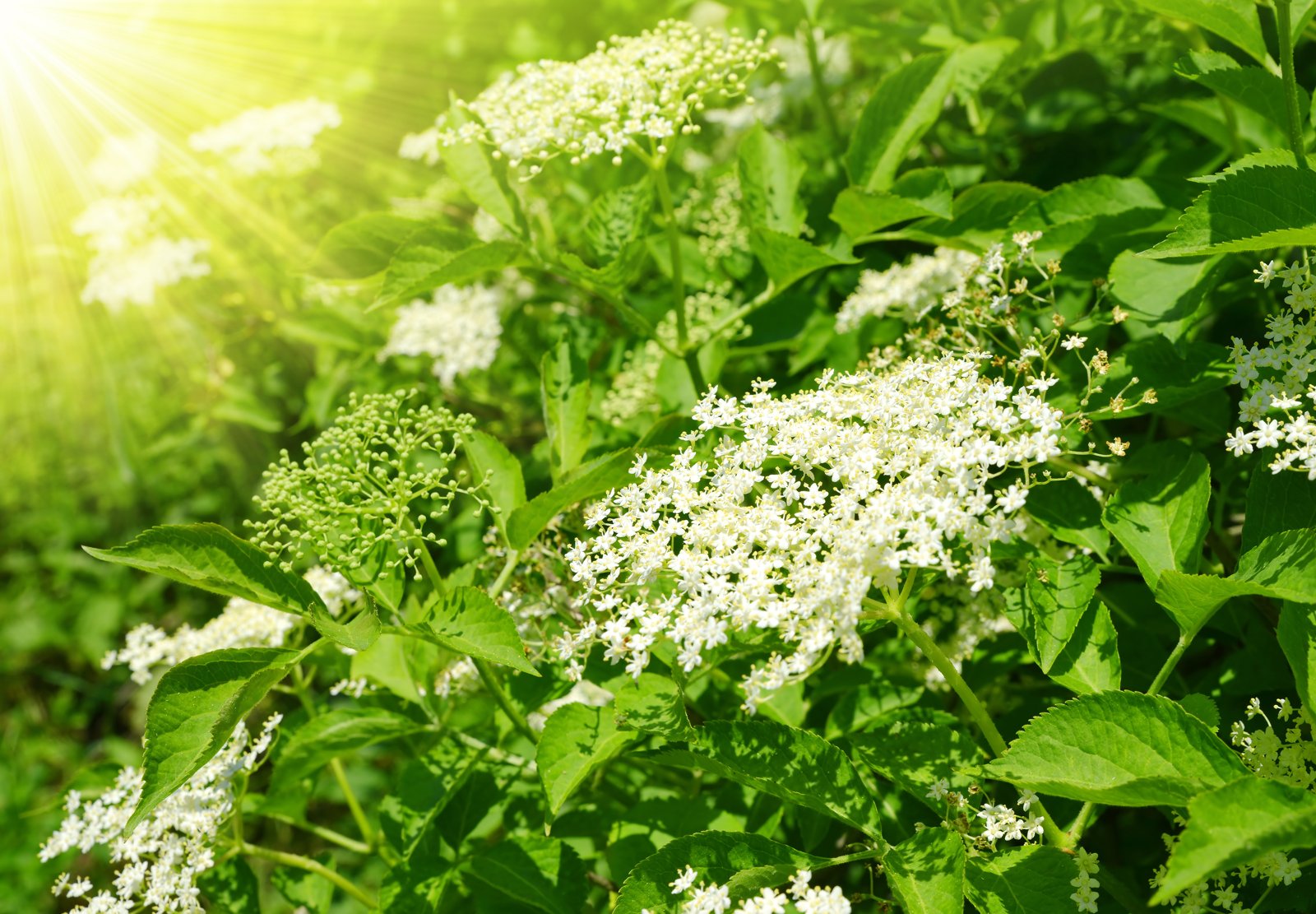 Flat creamy white elderflower clusters in bloom among green leaves