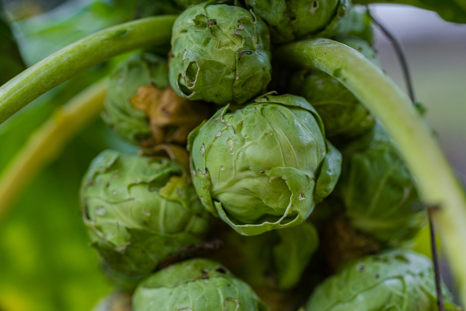 Brussels sprouts on a growing plant with holes chewed in outer leaves