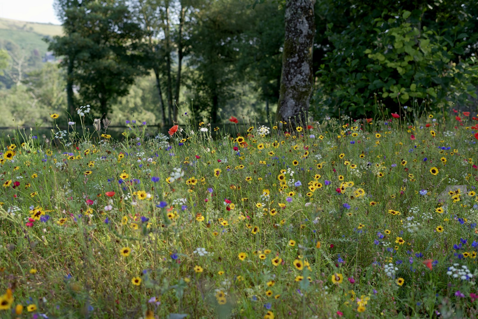Large, thriving stand of mixed wild flowers at a woodland edge