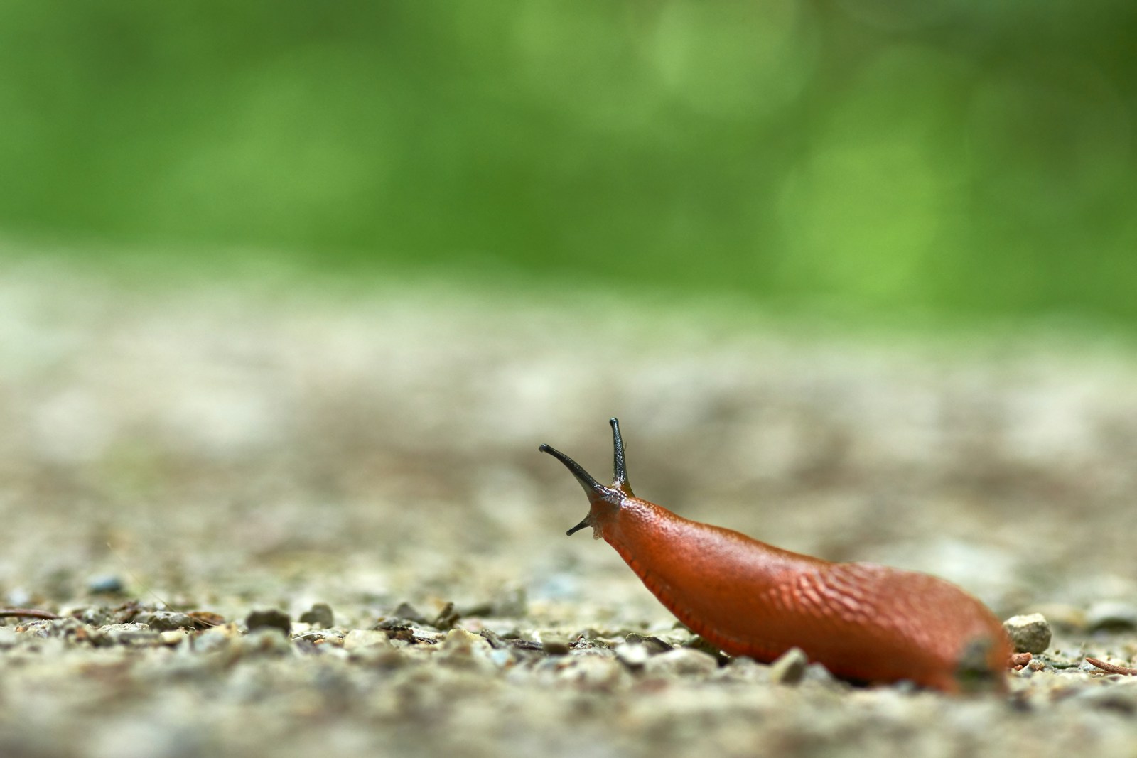 Orange-brown slug with raised tentacles crawling across gravelly ground