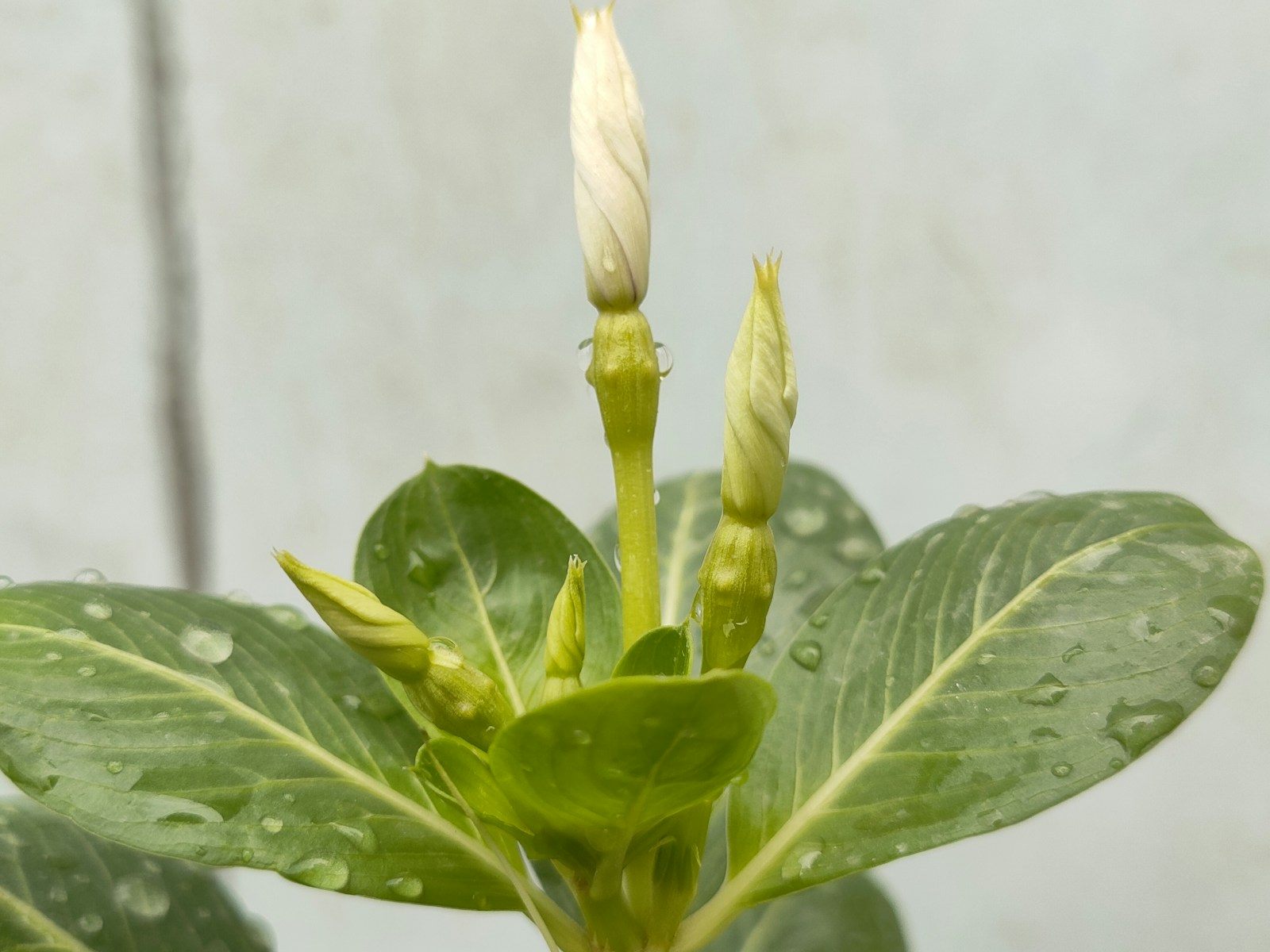Twisted white annual vinca buds rising from a young leafy plant