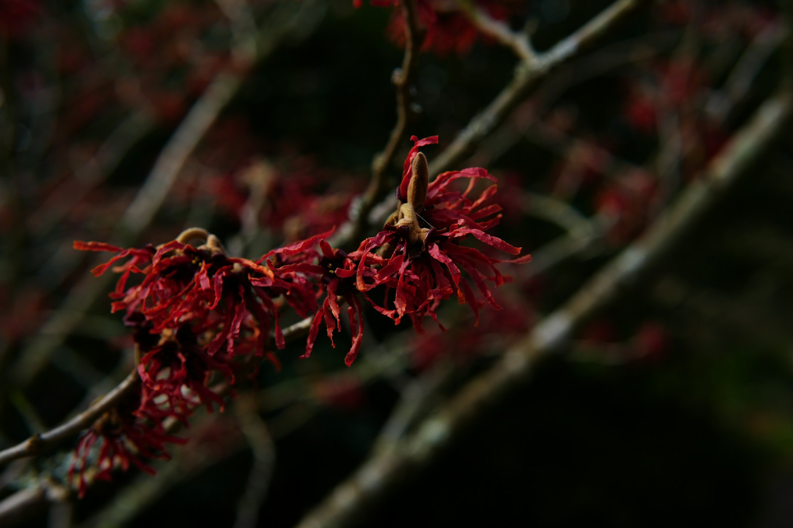 Deep red ribbon petals of a hybrid witch hazel on bare branches