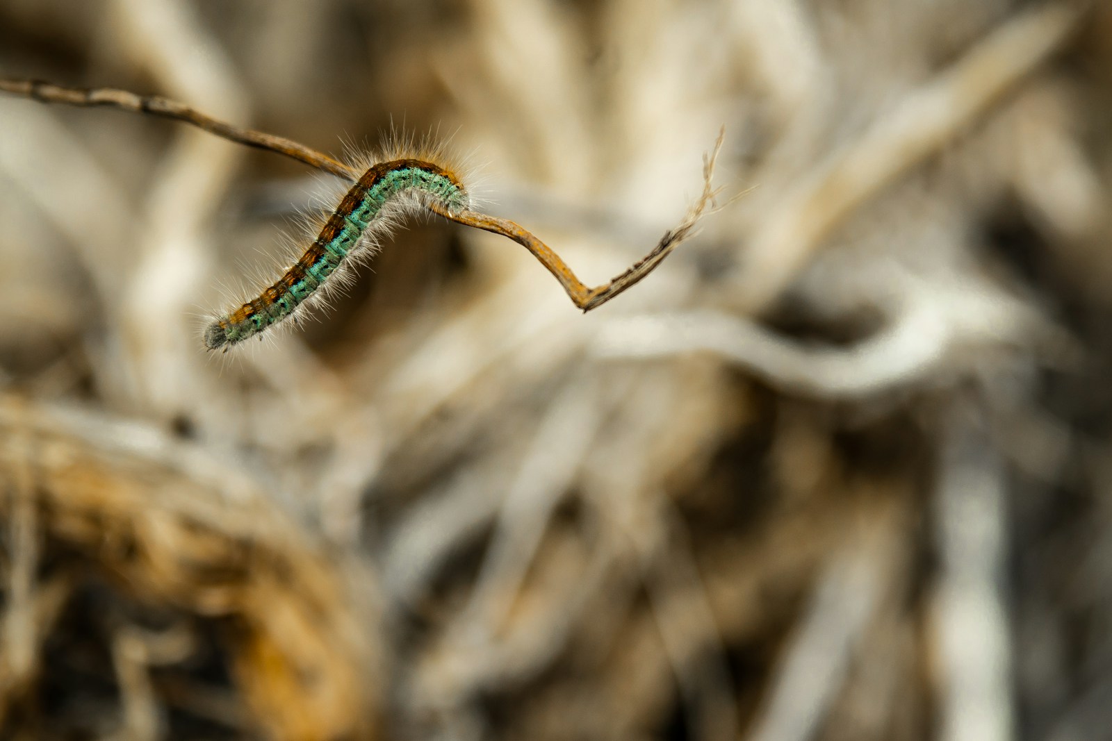 Hairy blue and orange tent caterpillar crawling along a dry twig