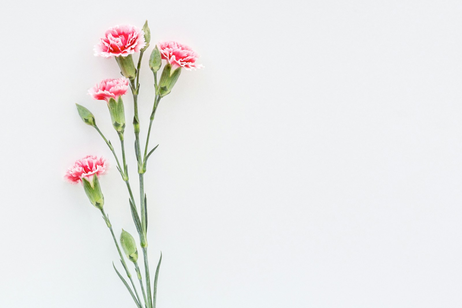 Cut stems of pink spray carnations with buds on a pale background