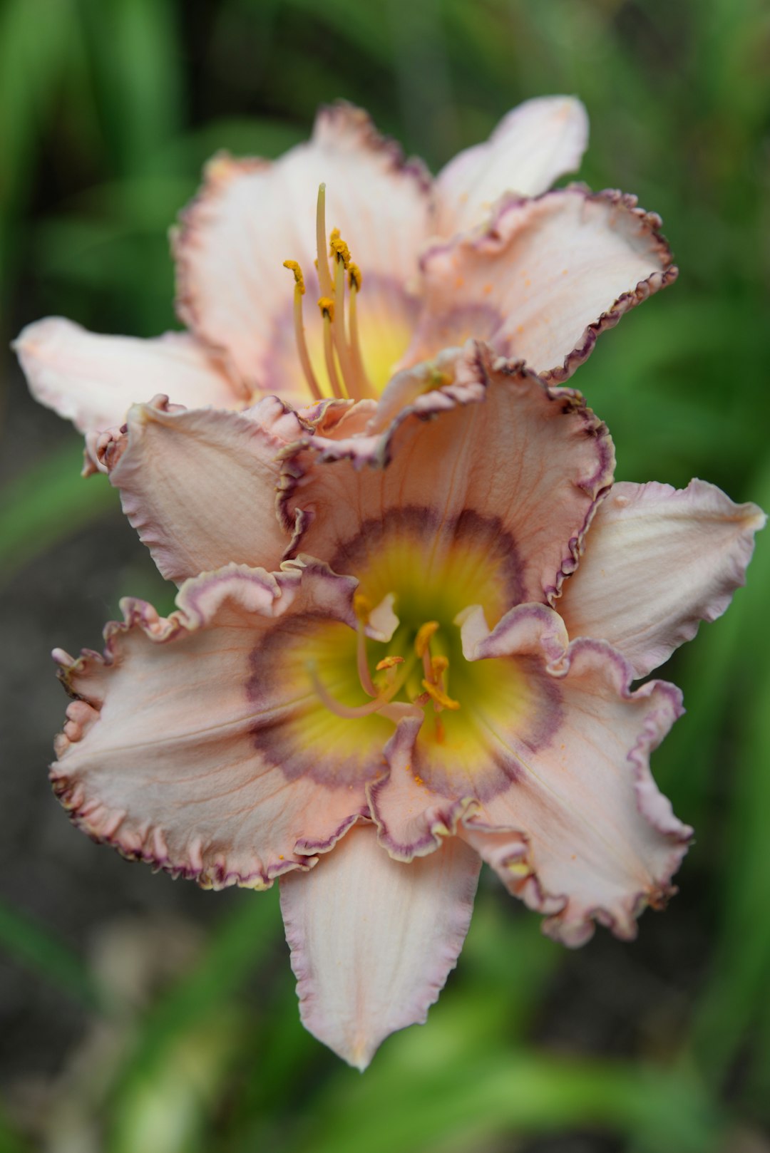 A ruffled peach-colored daylily bloom with a dark purple eye zone around its throat