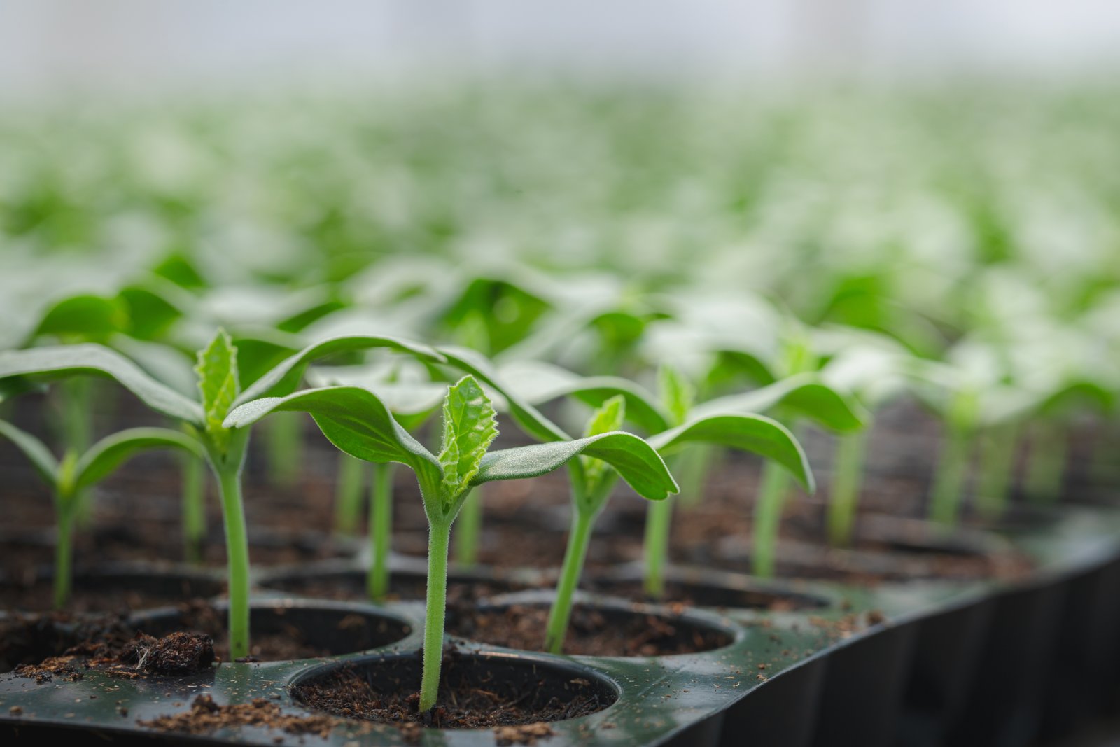Young seedlings growing in a black cell tray of compost (generic, not boneset)