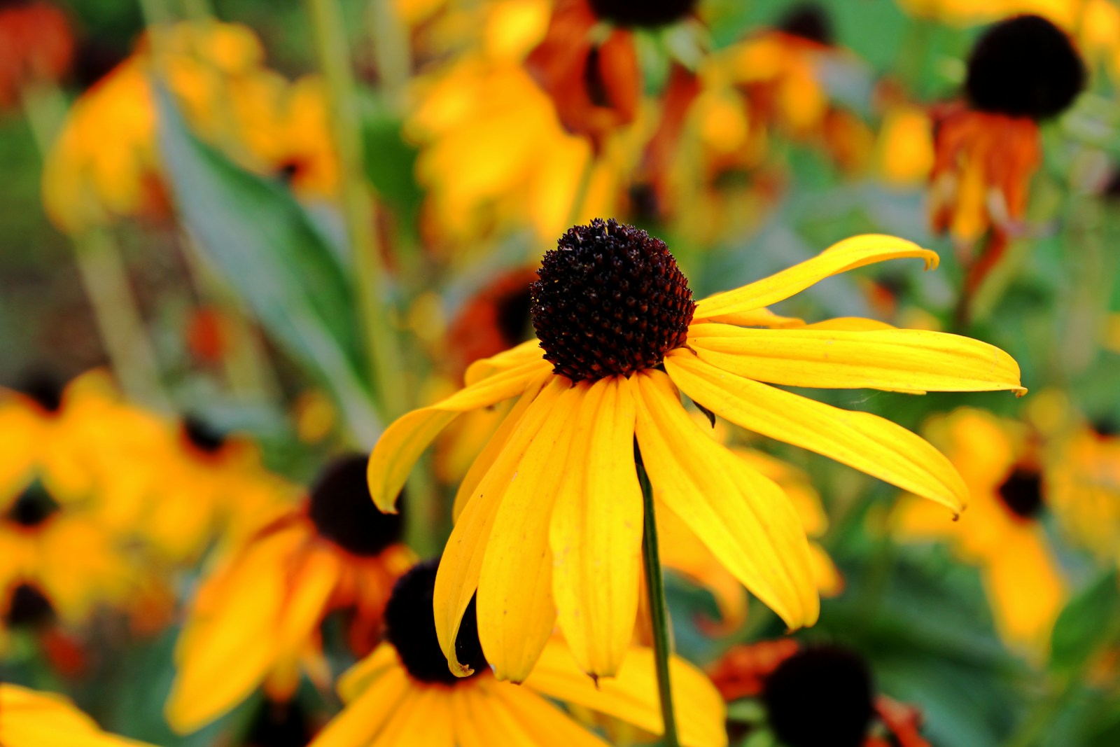 A black-eyed Susan flower with a domed seed cone and drooping petals